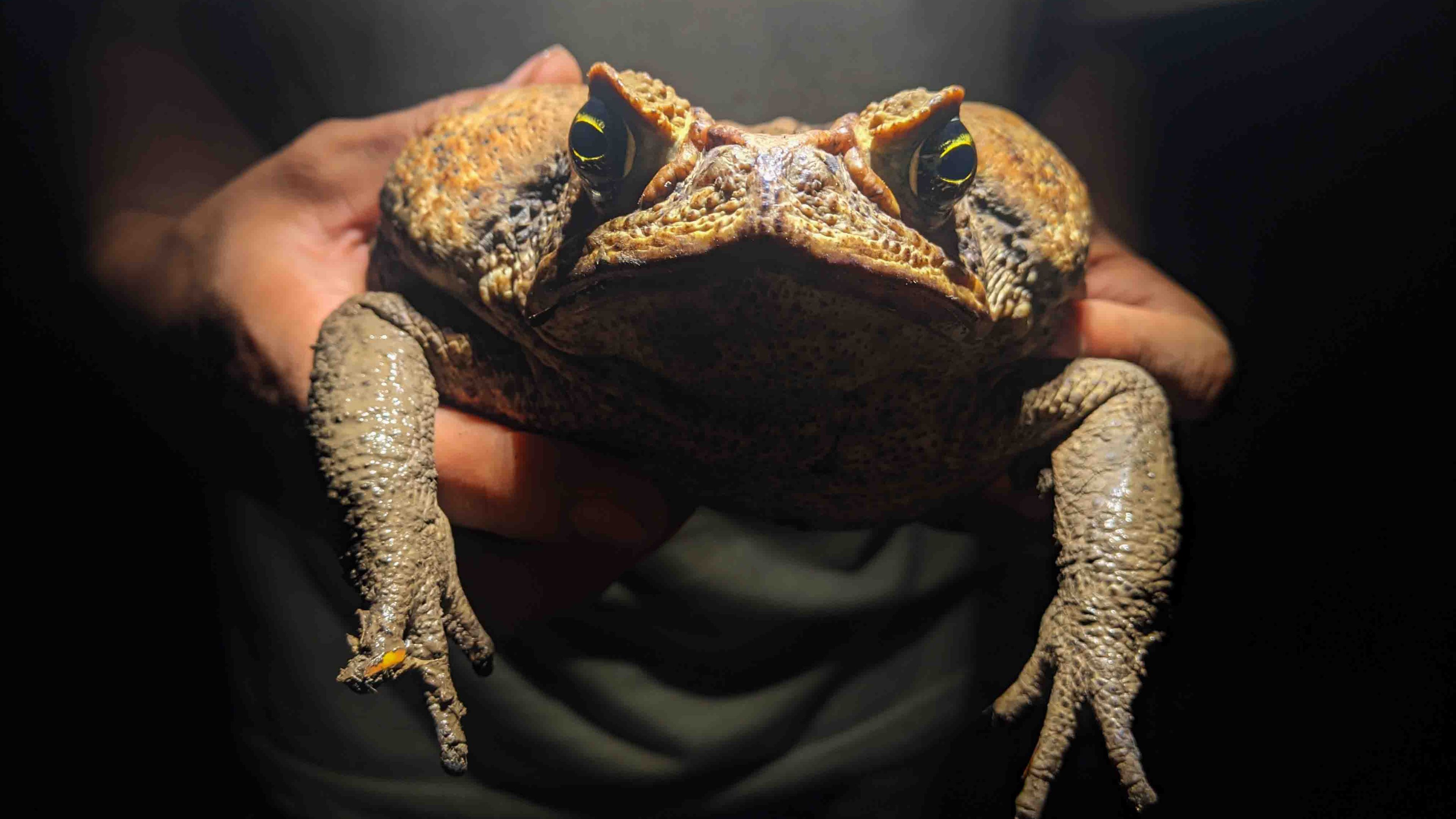 Diese Nachtaufnahme zeigt eine Aga-Kröte, auch Riesenkröte oder Cane Toad genannt, aus Peru, welche mit zwei Händen gehalten und frontal in die Kamera gehalten.