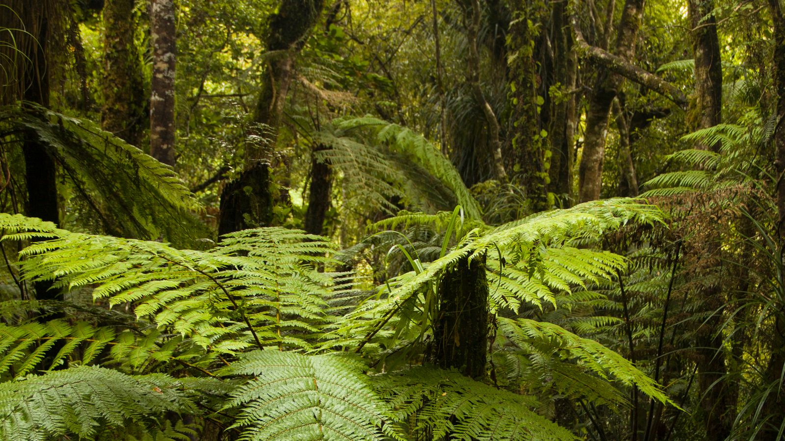 Freiwilligenarbeit Neuseeland: Aufnahme des Regenwalds an der neuseelaendischen Kauri Coast