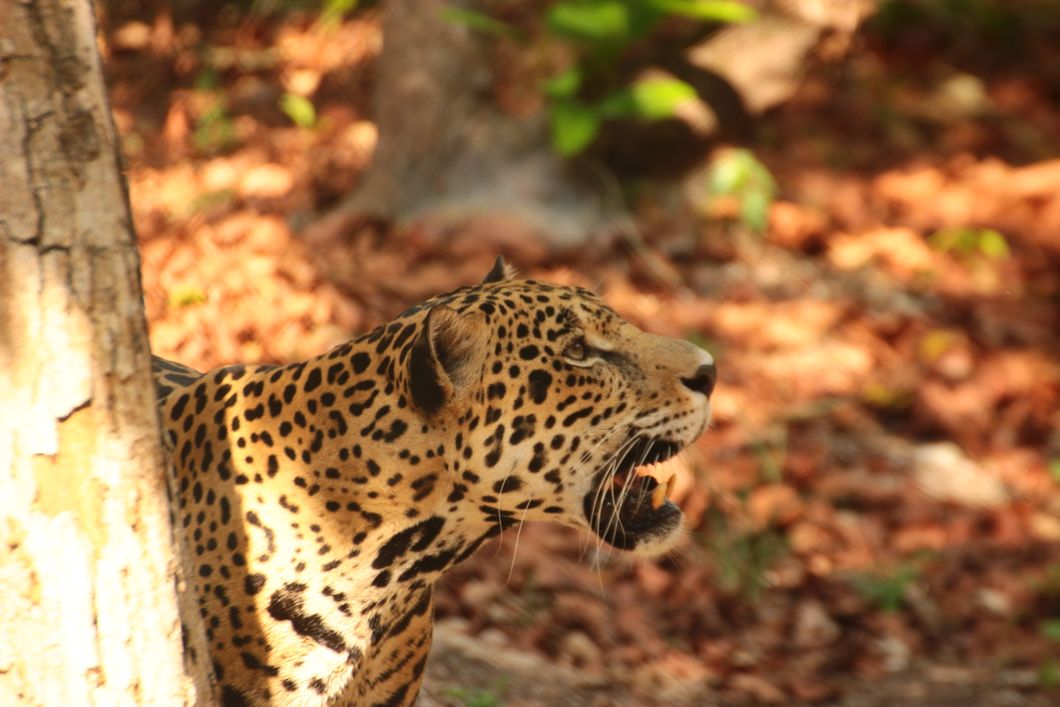 reisen-freiwilligendienst-guatemala-wildtierschutz-jaguar-kopf