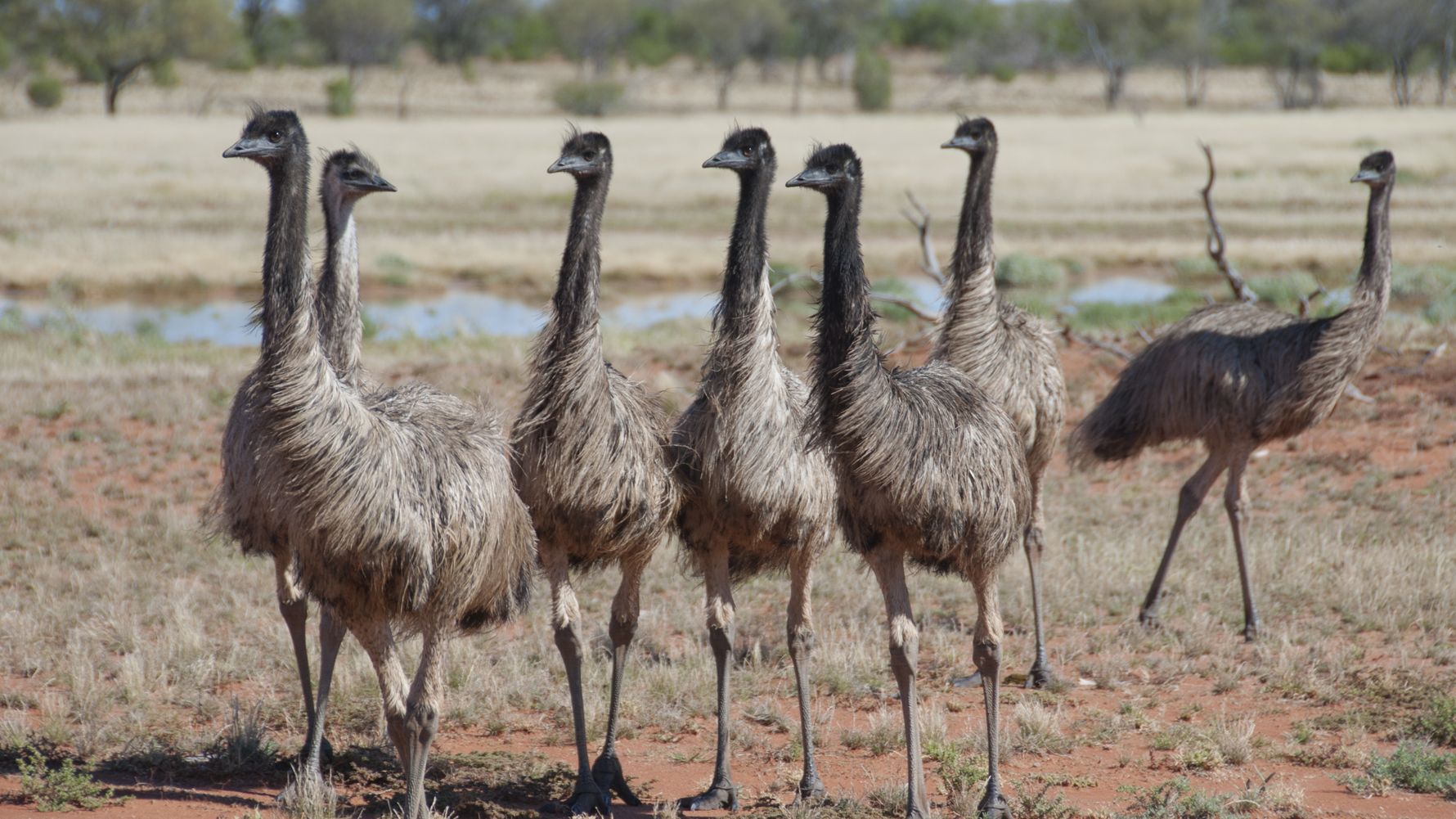 Eine Gruppe von Emus durchstreift Australiens endlose Wildnis.