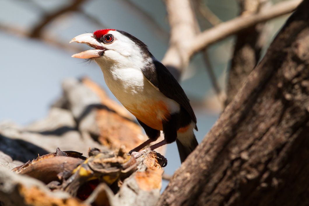 kafue-nationalpark-black-backed-barbet