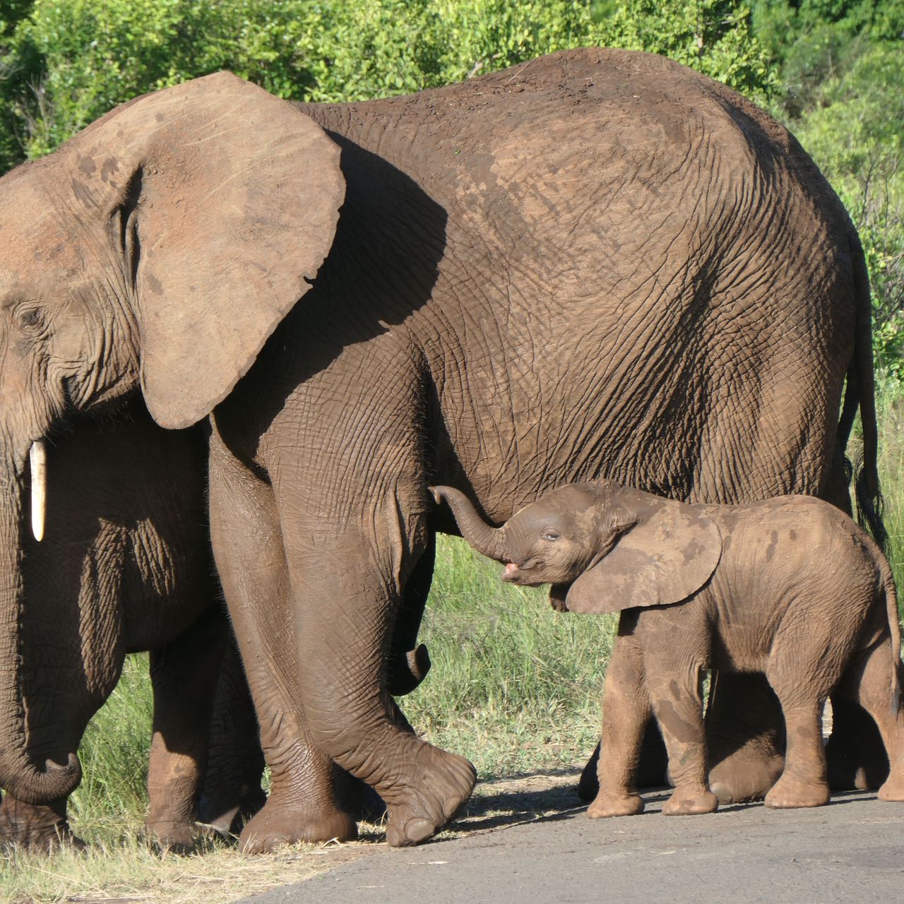 freiwilligenarbeit-suedafrika-zululand-artenschutz-emma-elephant-natucate
