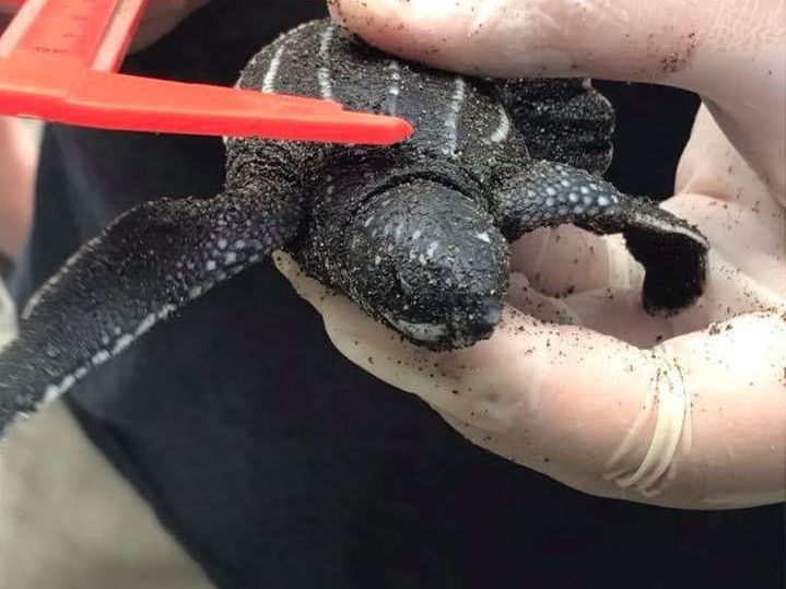 Ein Freiwilligenarbeiter vermisst ein Schildkroetenjungtier