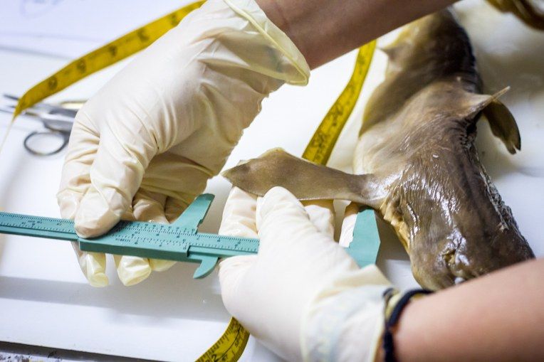 Interns in South Africa measure a shark's fins to collect important data