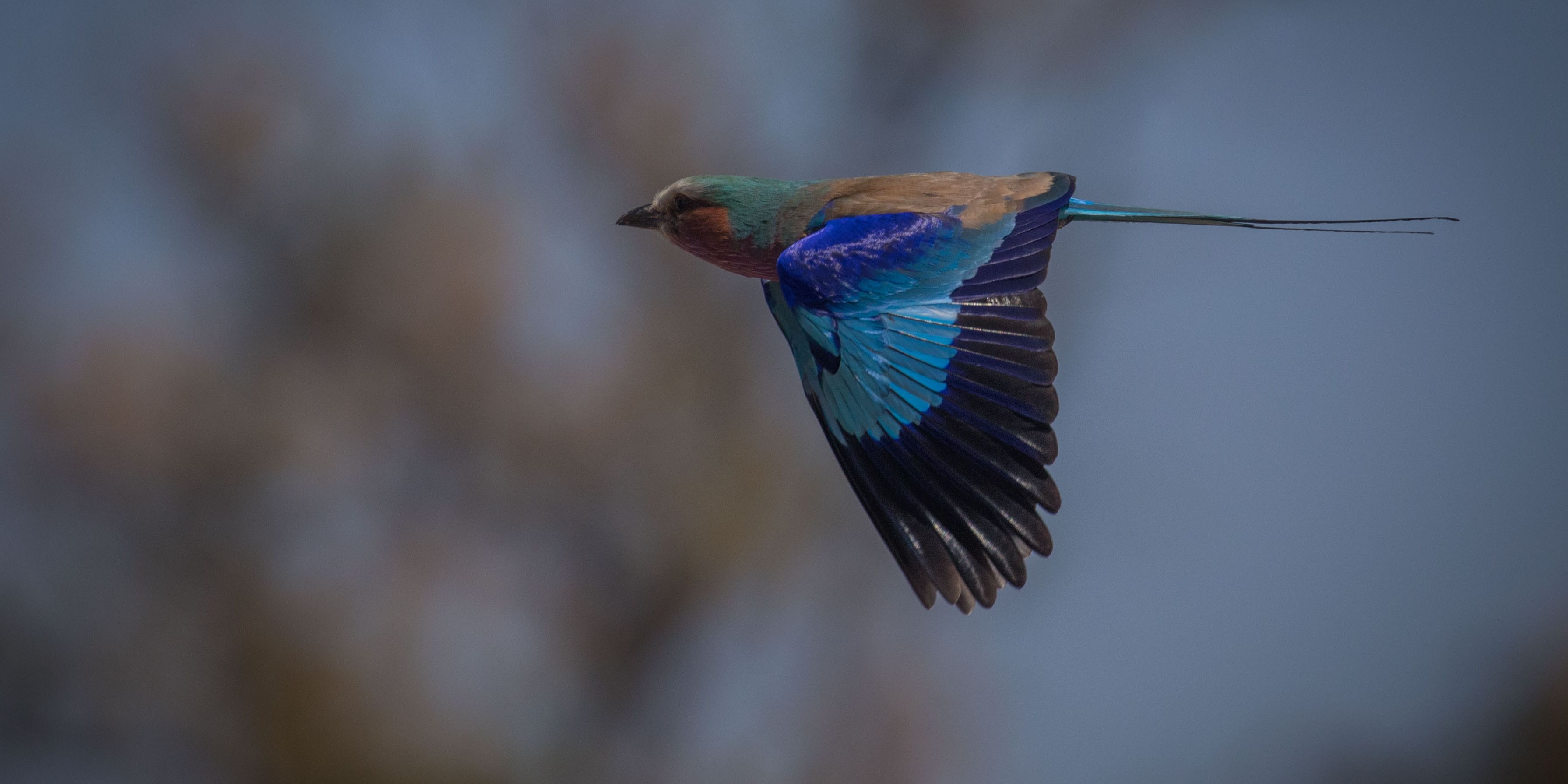 Nahaufnahme eines fliegenden Gabelracke