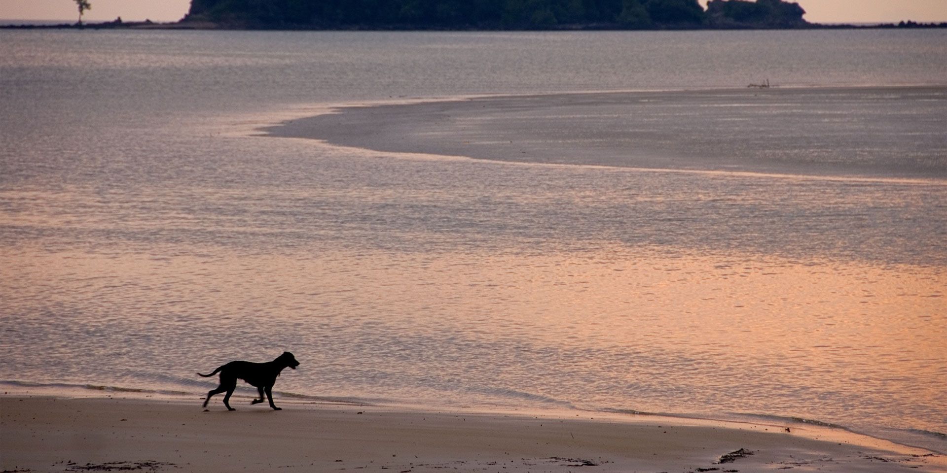 Ein Hund laeuft im Sonnenuntergang am Strand von Ko Lanta und blickt auf das Meer.