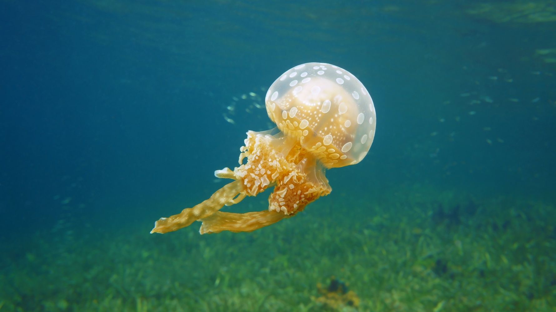 Jellyfish