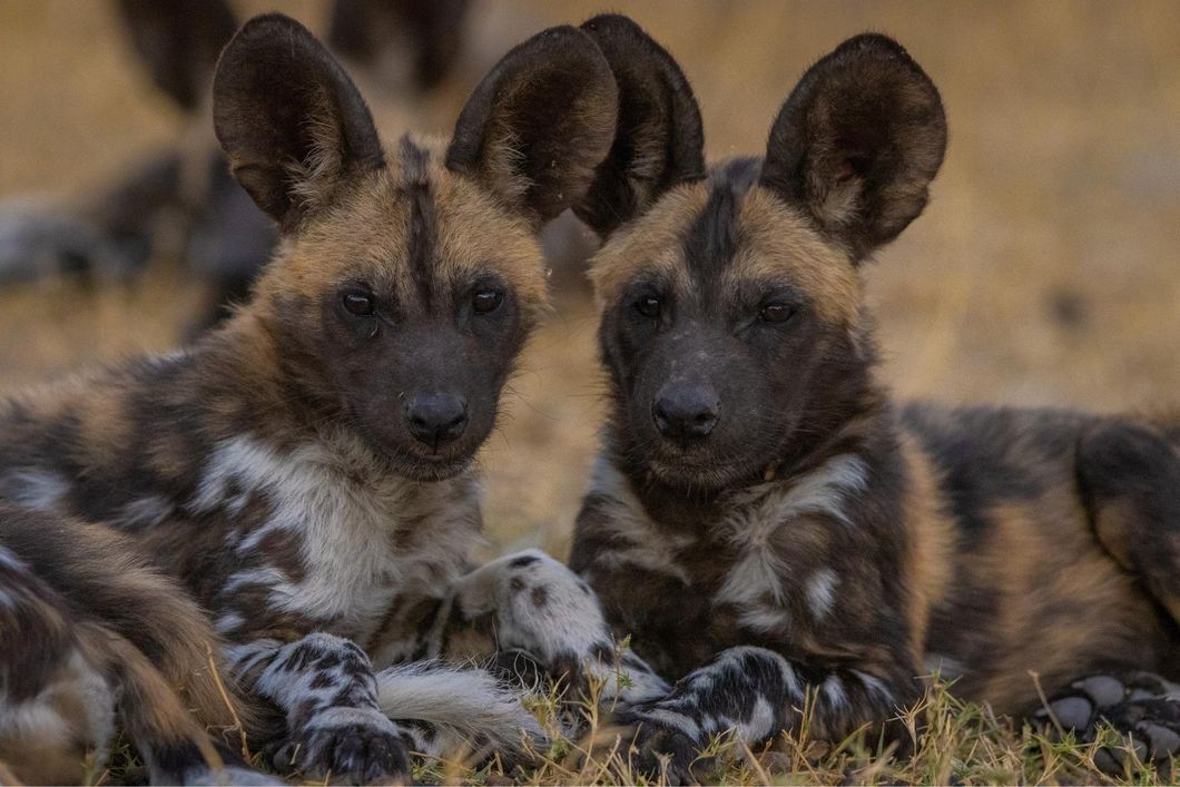 Zwei afrikanische Wildhunde liegen gemeinsam Kopf an Kopf und ruhen sich aus