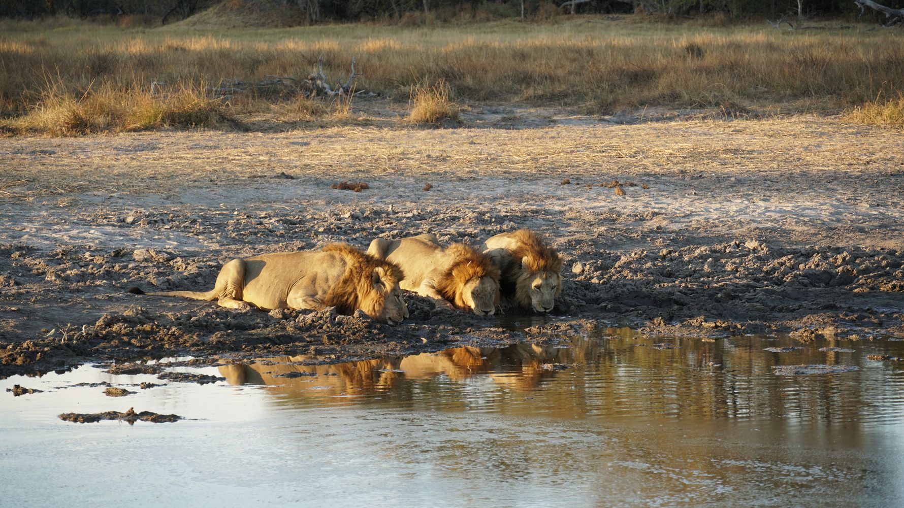 erfahrungsberichte-rangerkurse-botswana-field-guide-training-walter-loewen-trinken