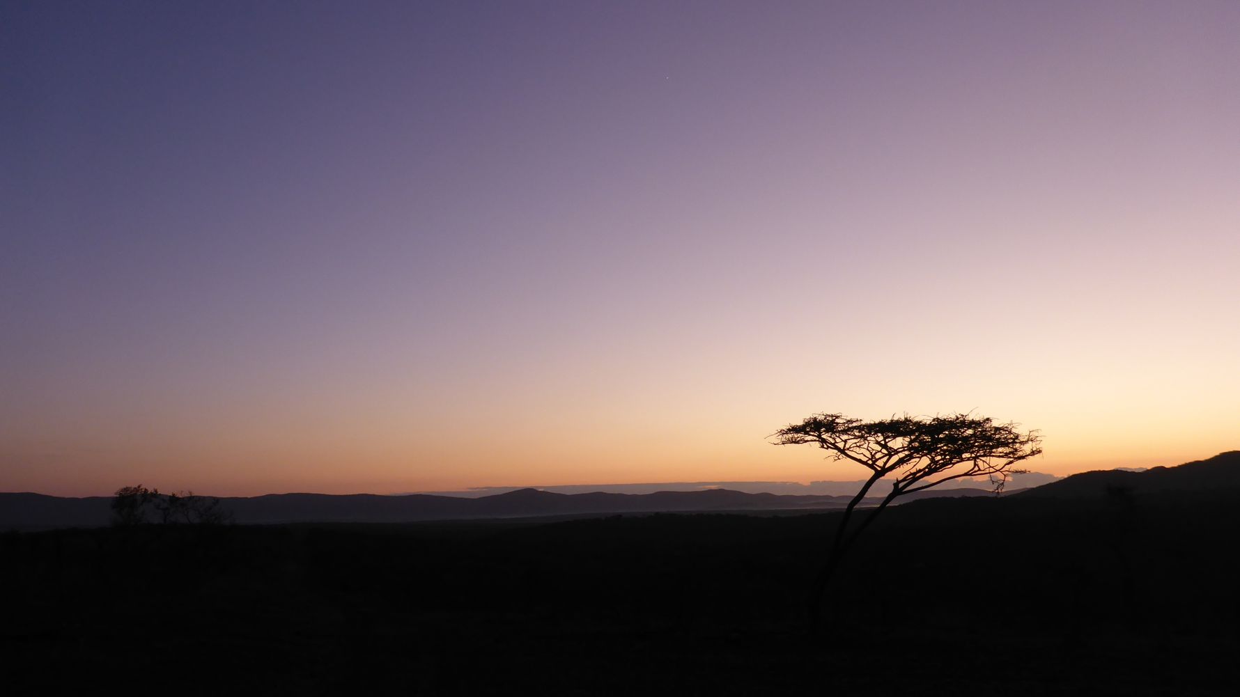 Naturguide: Die afrikanische Wildnis mit Akazie im Vordergrund