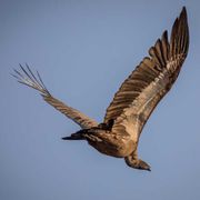 afrika-geier-bedroht-naturwissen-blog-natucate