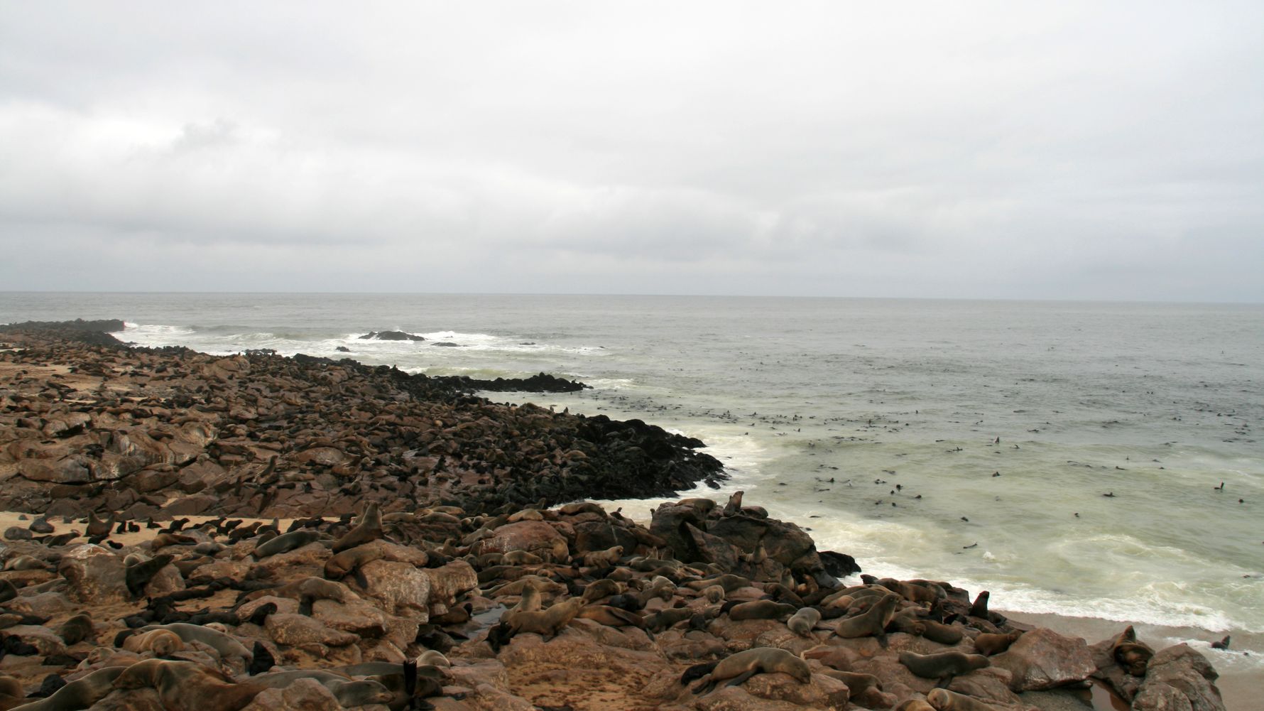 landingpage-safari-namibia-kueste-seeloewen-natucate