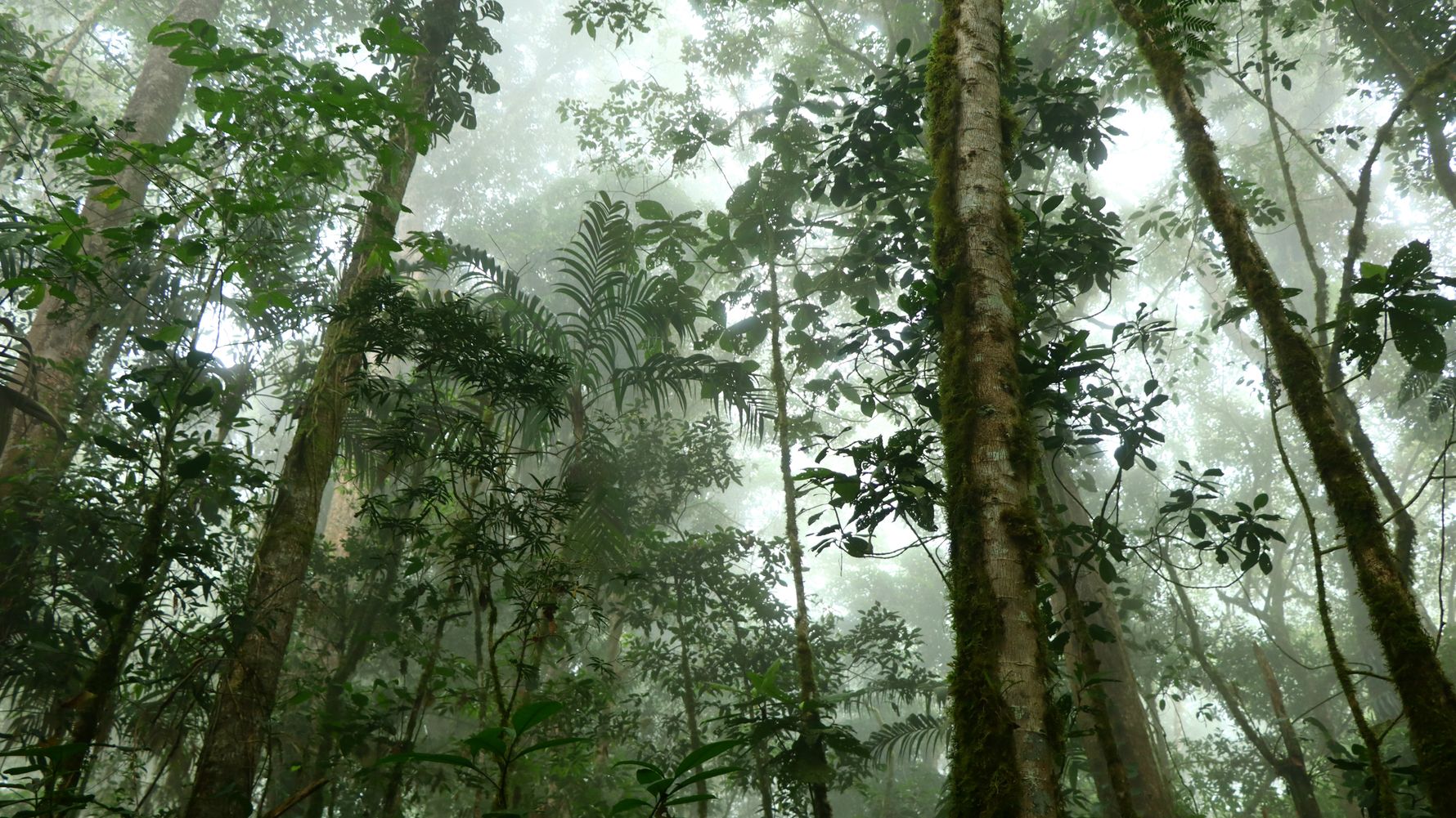 erfahrungsbericht-freiwilligenarbeit-costa-rica-forestconservation-lennart-forest-natucate.jpg