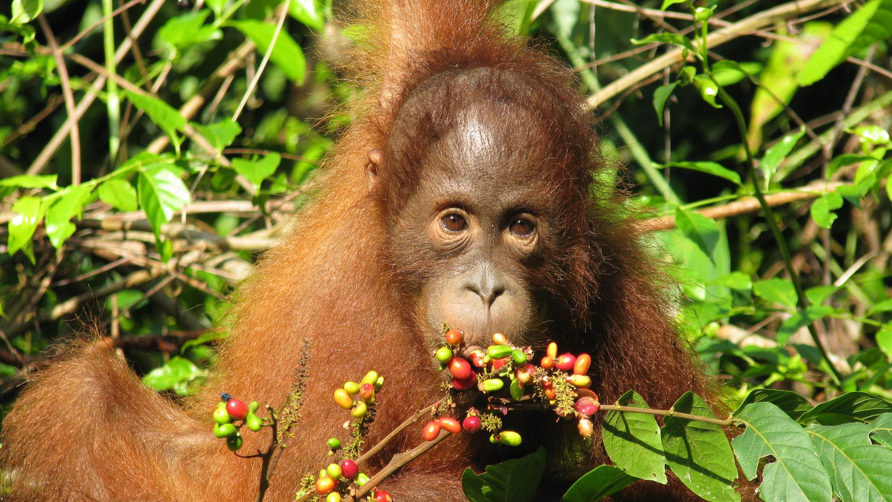 Орангутанг (Pongo pygmaeus, Pongo abelii, Pongo tapanuliensis  Foto 18