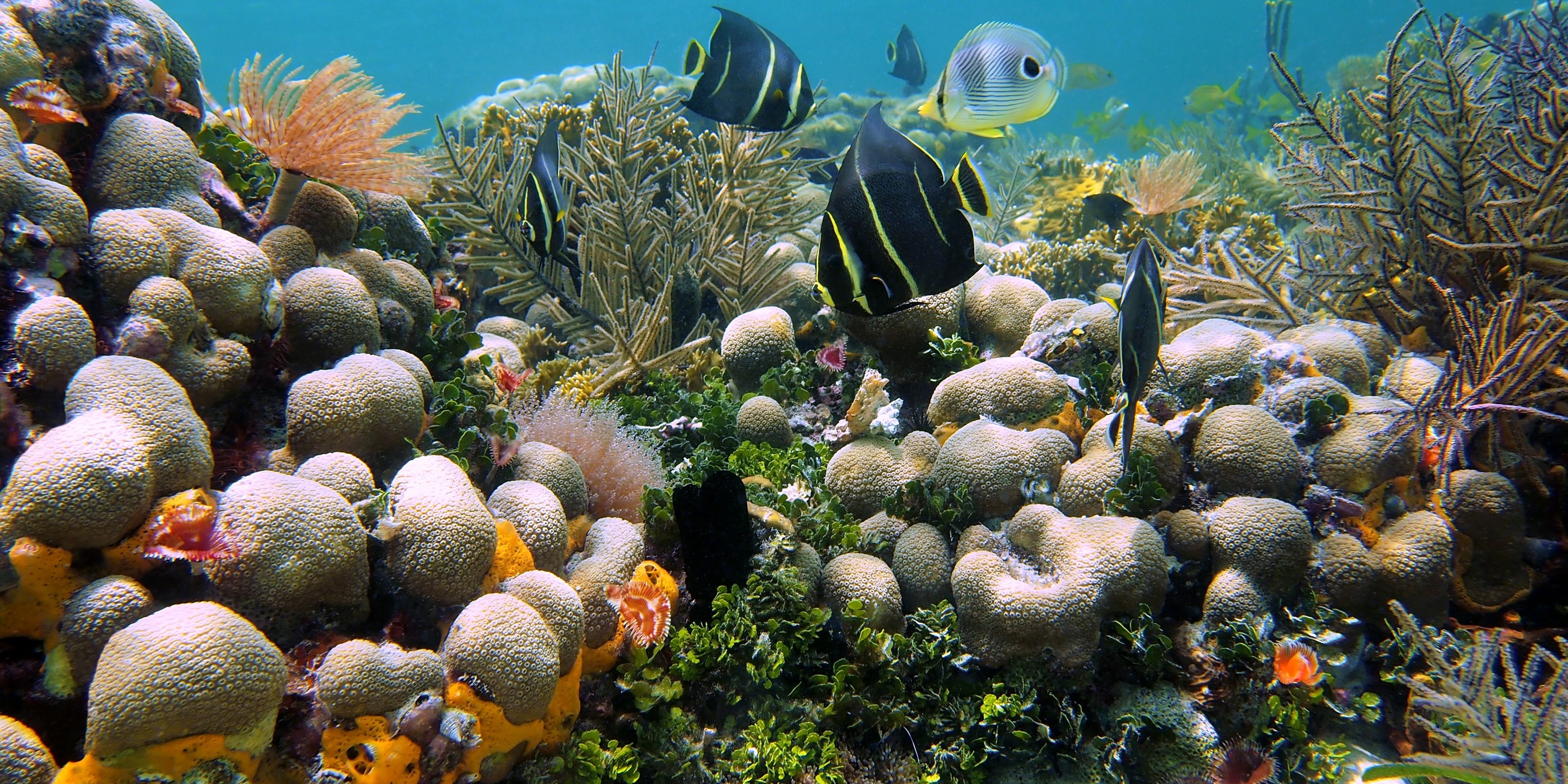 natucate-volunteering-panama-coral-reef