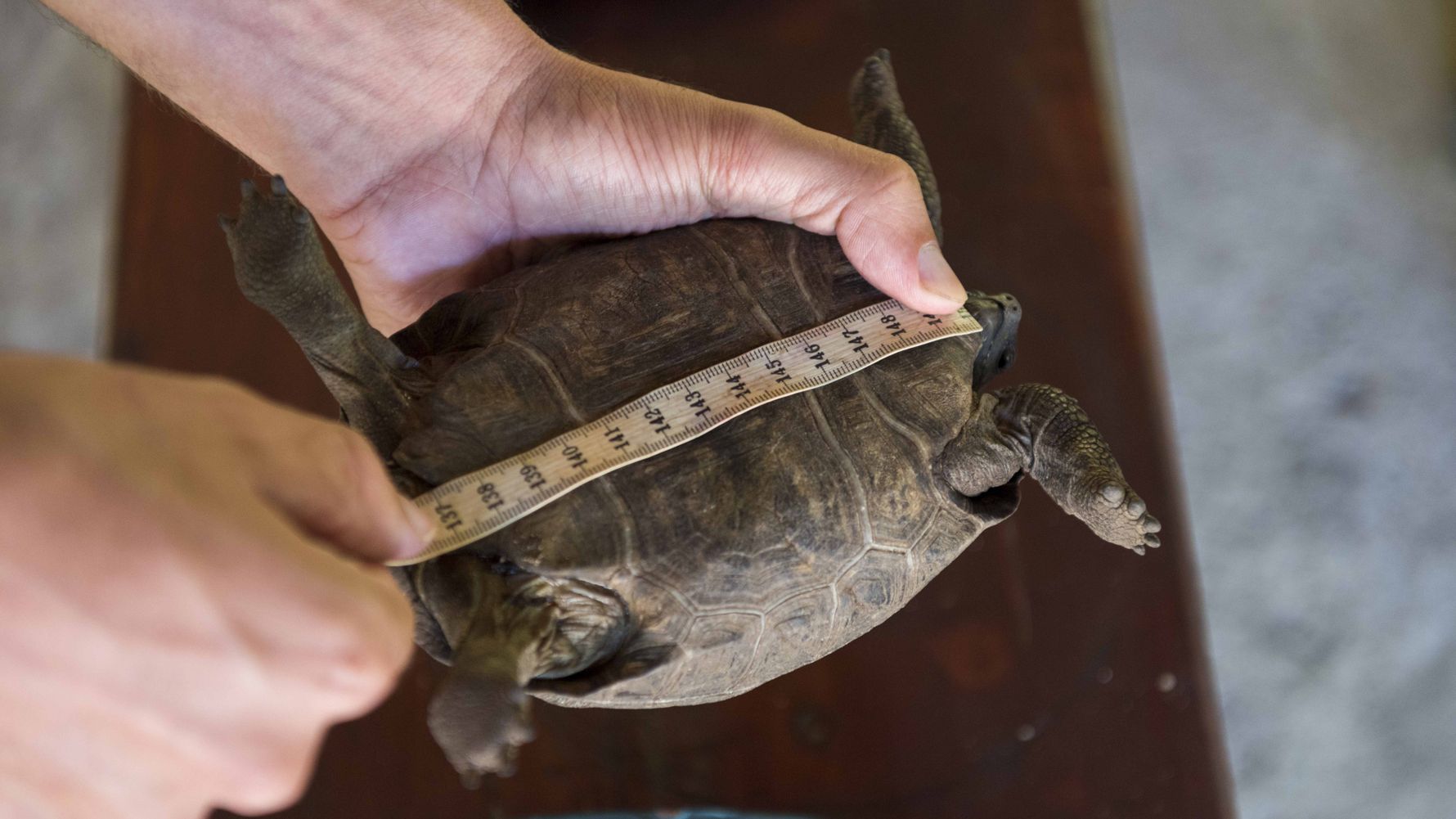 blog-ratgeber-haeufig-gestellte-fragen-freiwilligenarbeit-schildkroeten-natucate