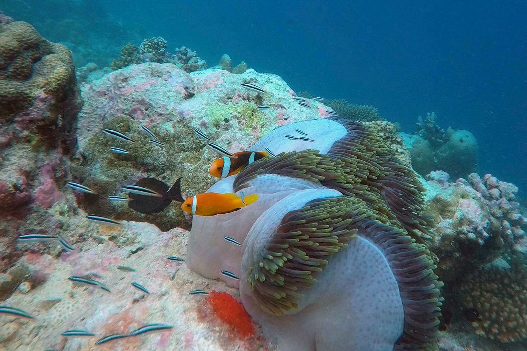 Conservation volunteering: Fish in a coral reef off the Maldivian coast