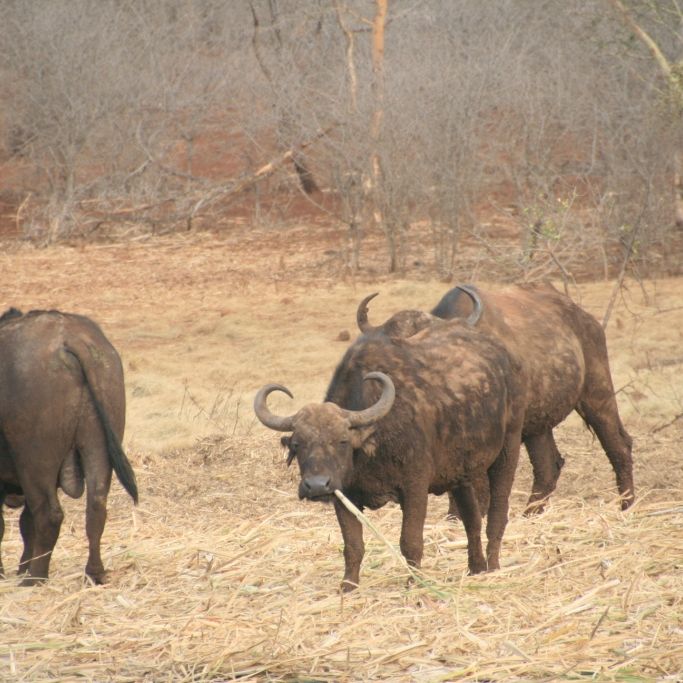 erfahrungsbericht-suedafrika-kundenfotos-sabbatjahr-wasserbueffel-natucate