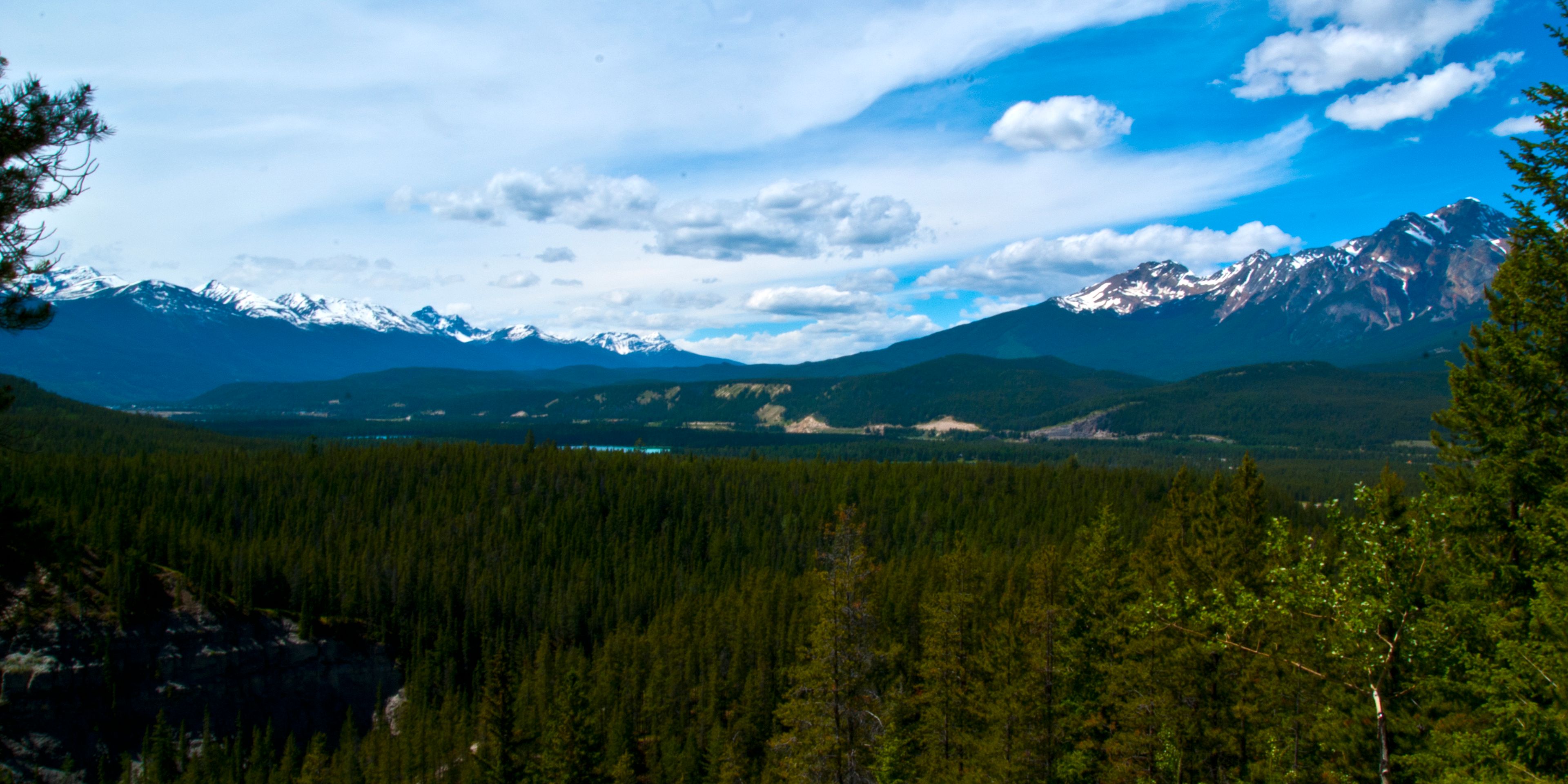 Panoramablick auf einen Nadelwald mit einer angrenzenden Gebirgskette