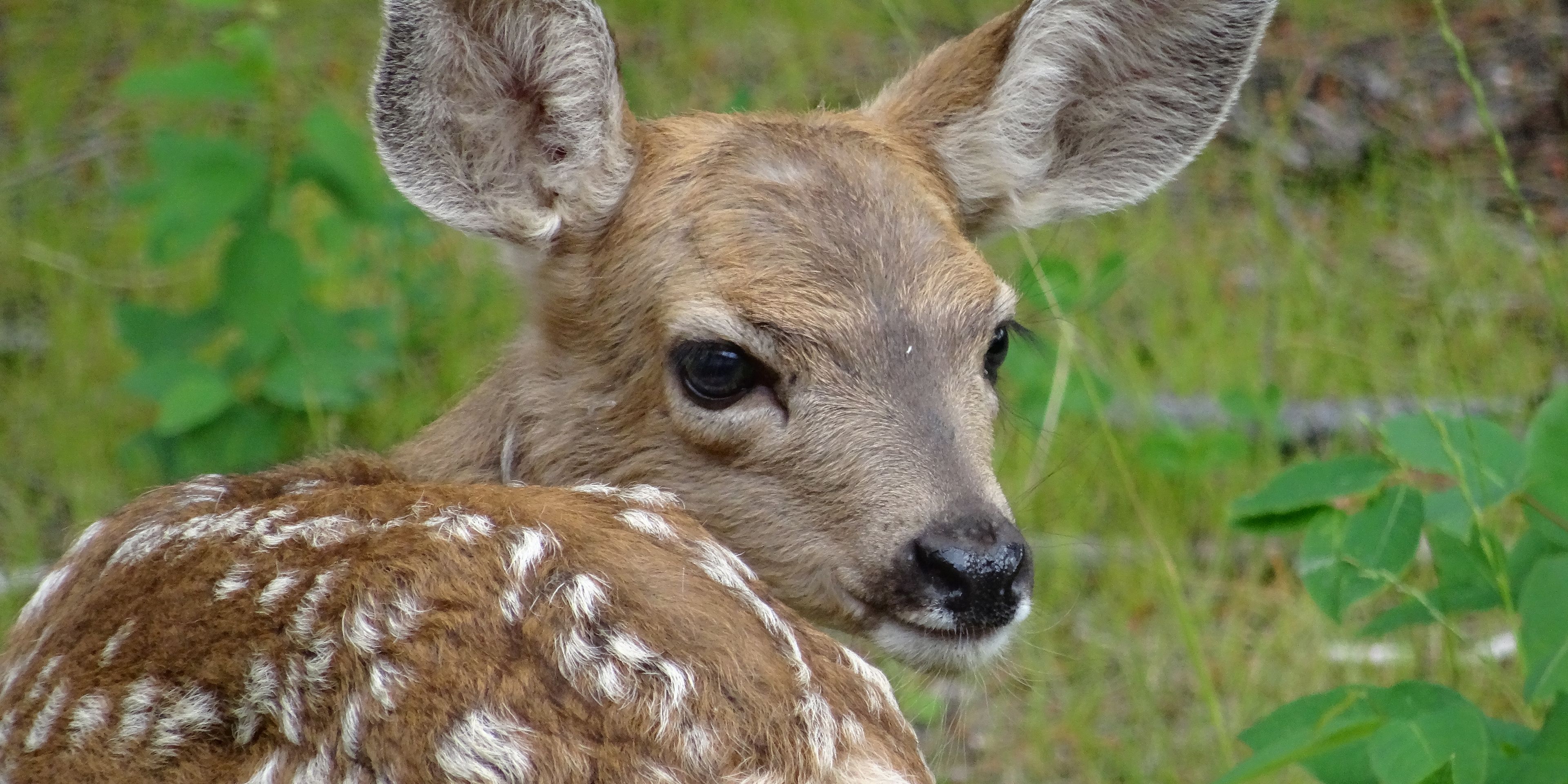 Nahaufnahme eines Rehkitz mit flauschigem geflecktem Fell