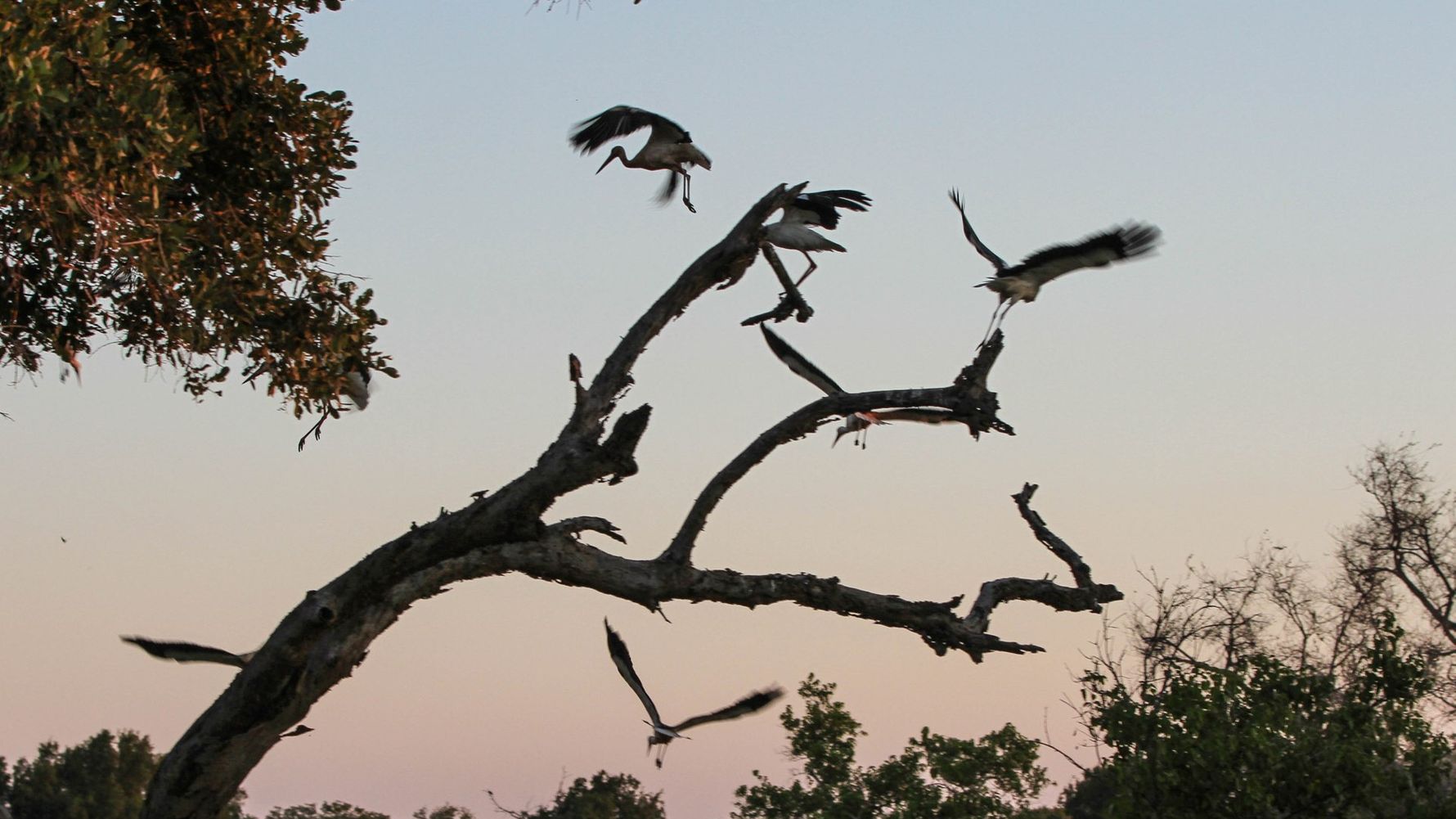 naturreise-suedliches-afrika-erfahrungsbericht-ecoquest-kundenfotos-voegel-natucate