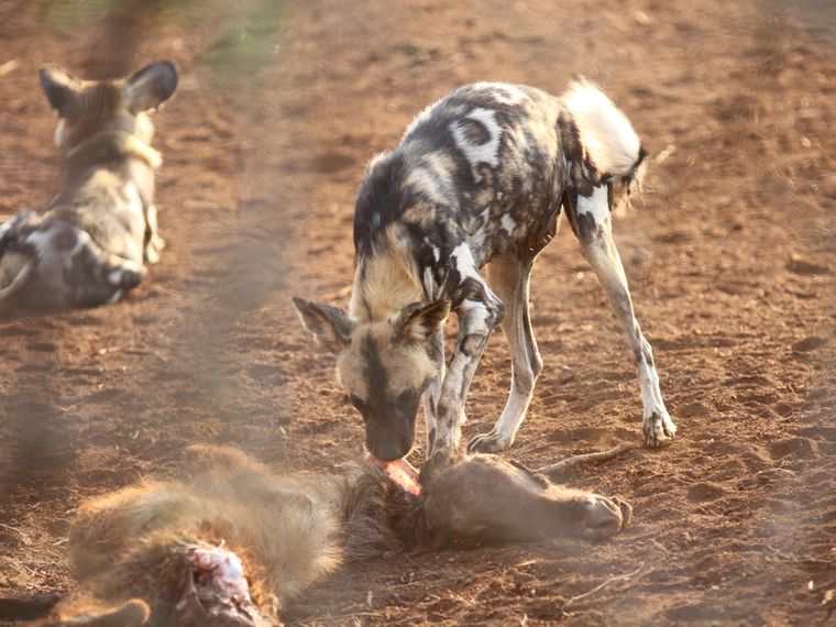 Naturguide: Zwei Wildhunde neben einem Kadaver