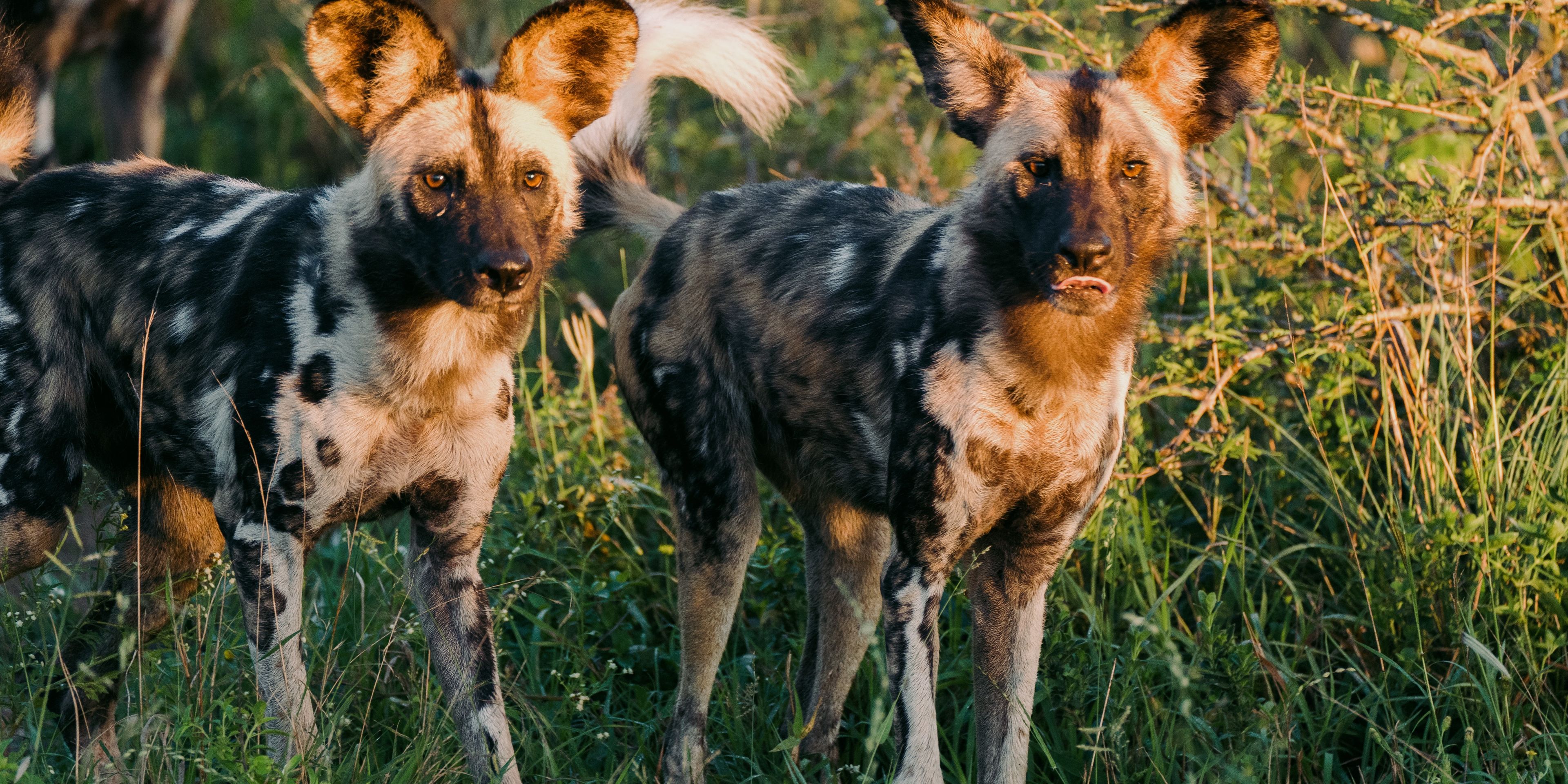 volunteering-zululand-wild-dogs-tim-jamboula