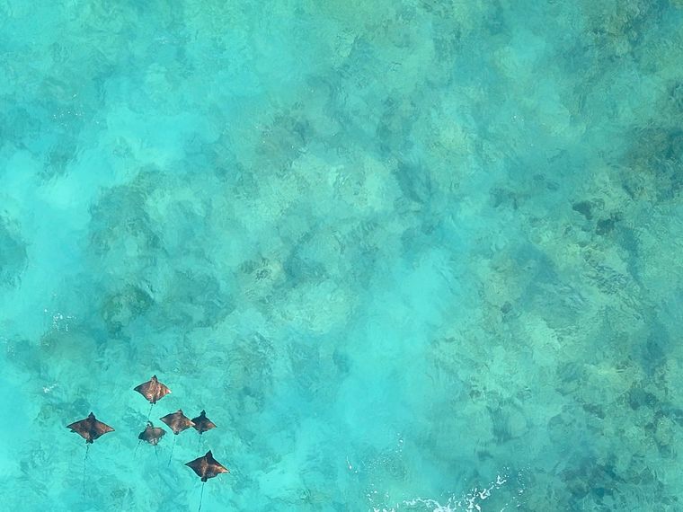 Rochen bilden ein wichtiges Glied des Oekosystems in den Ozeanen