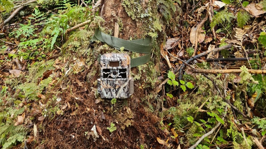 natucate-blog-review-volunteering-kauri-coast-ellie-camera-trap