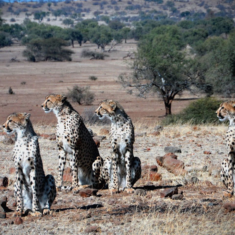 erfahrungsberichte-safari-guide-rangerausbildung-junge-geparden-natucate