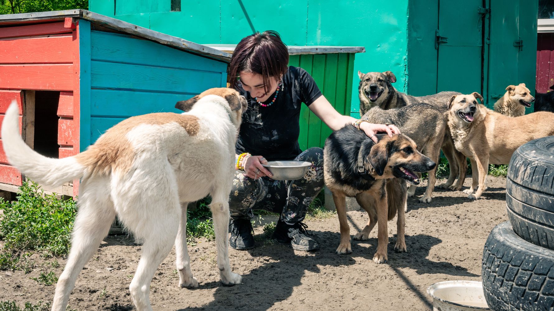 natucate-blog-fsj-im-ausland-volunteering-hunde-shelter-tierschutz
