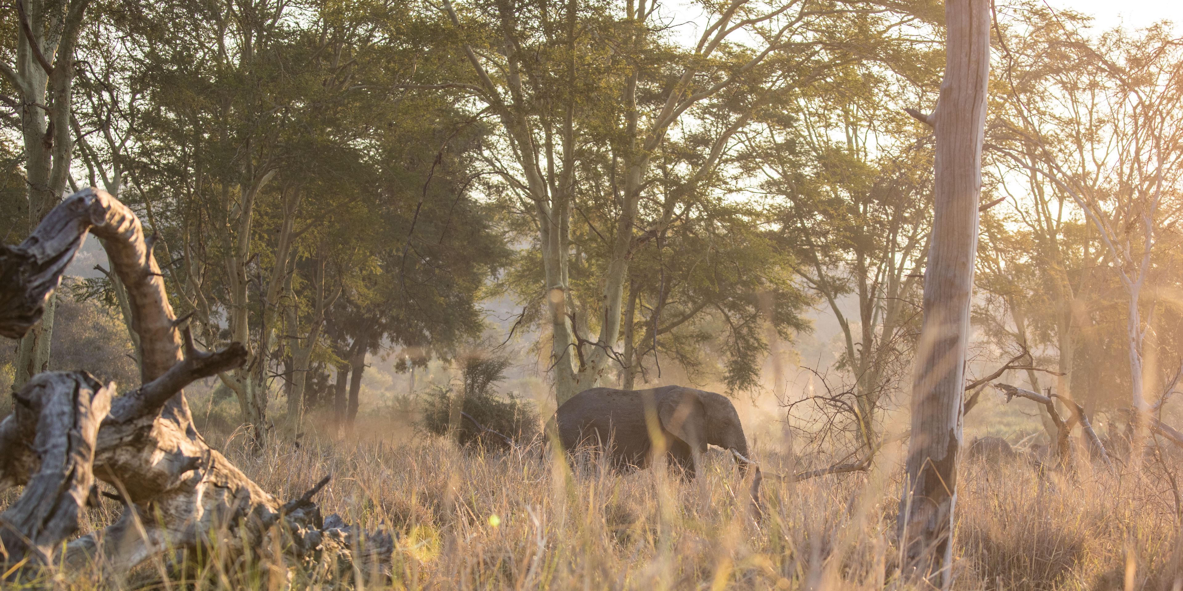 Ein Luftbild von einer kleinen Herde Elefanten auf ihrem Streifzug durch Botswanas Okavango Delta