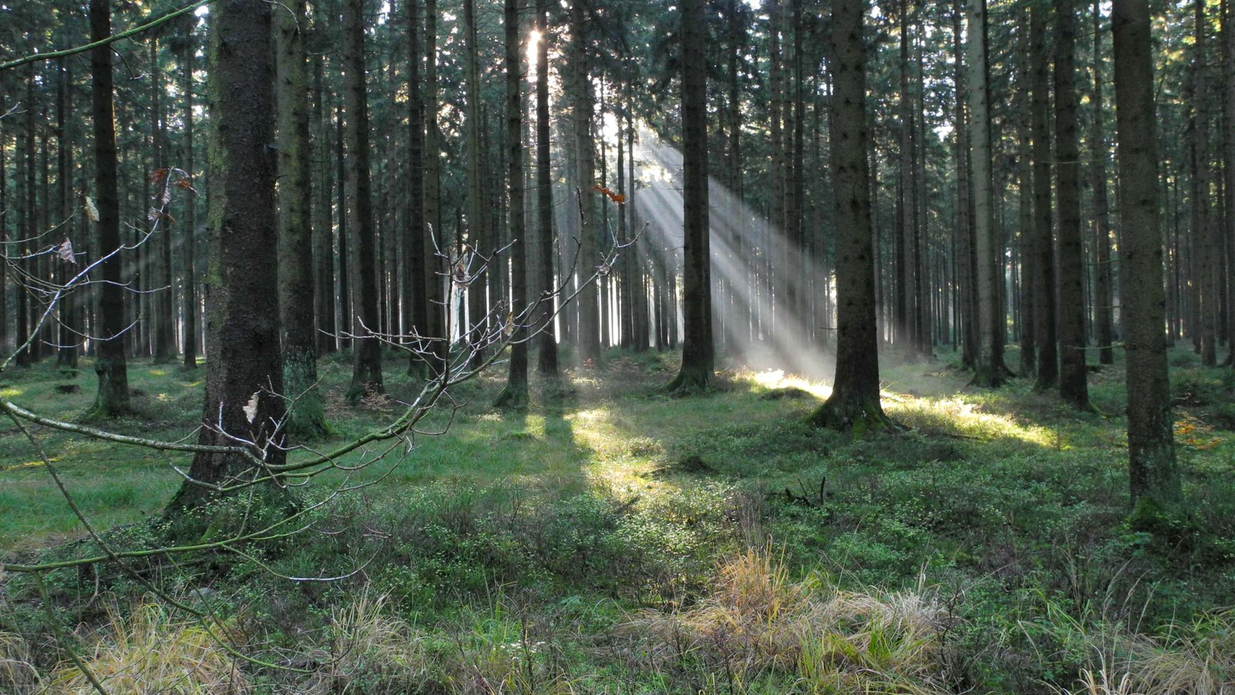 laenderinformationen-deutschland-wald-licht-natucate