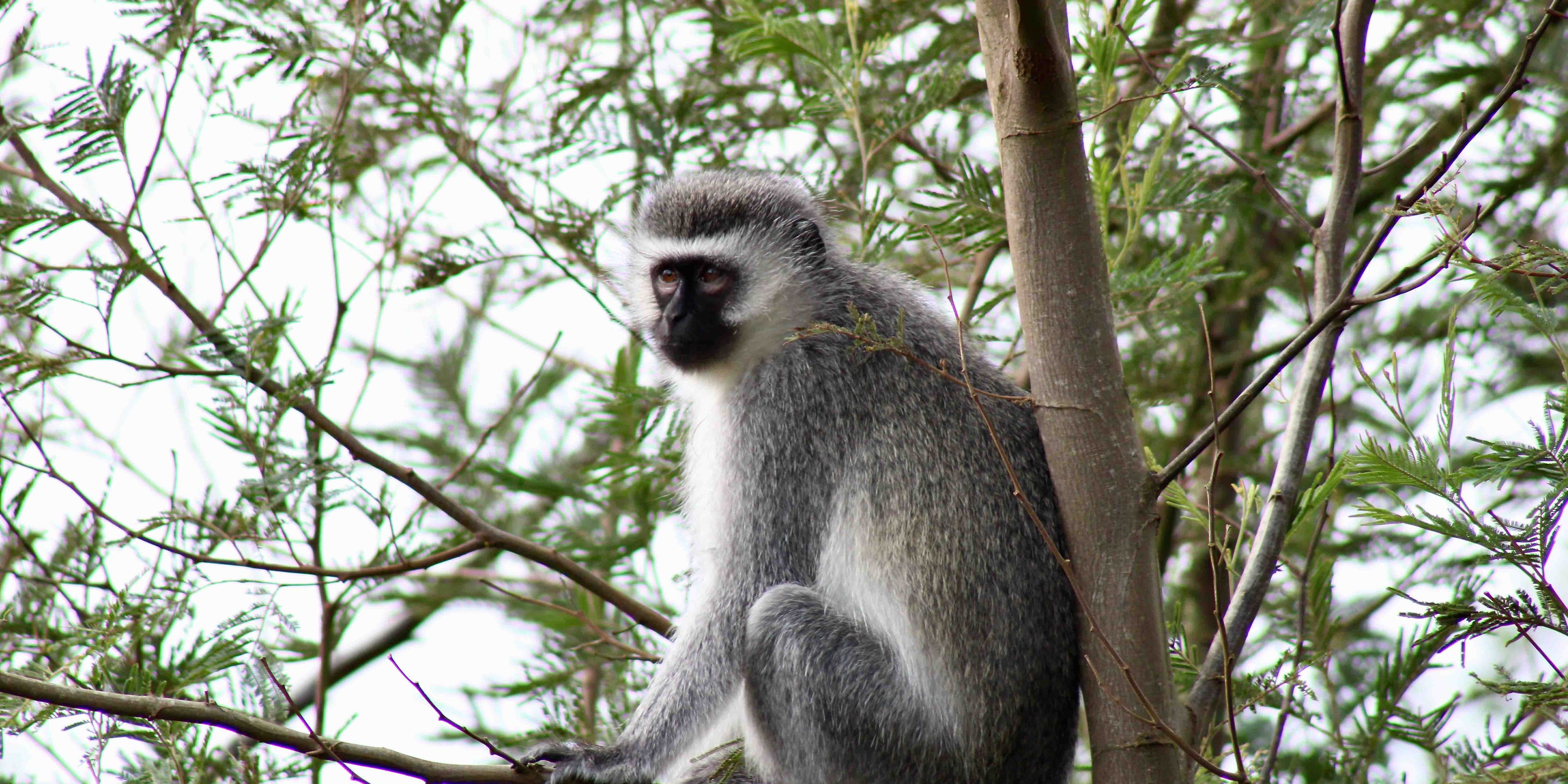Freiwil­li­gen­ar­beit Südafrika: Das Mossel Bay Arten­schutz Projekt hat eine Gruene Meerkatze der Primatengattung in einem Baum gesichtet.