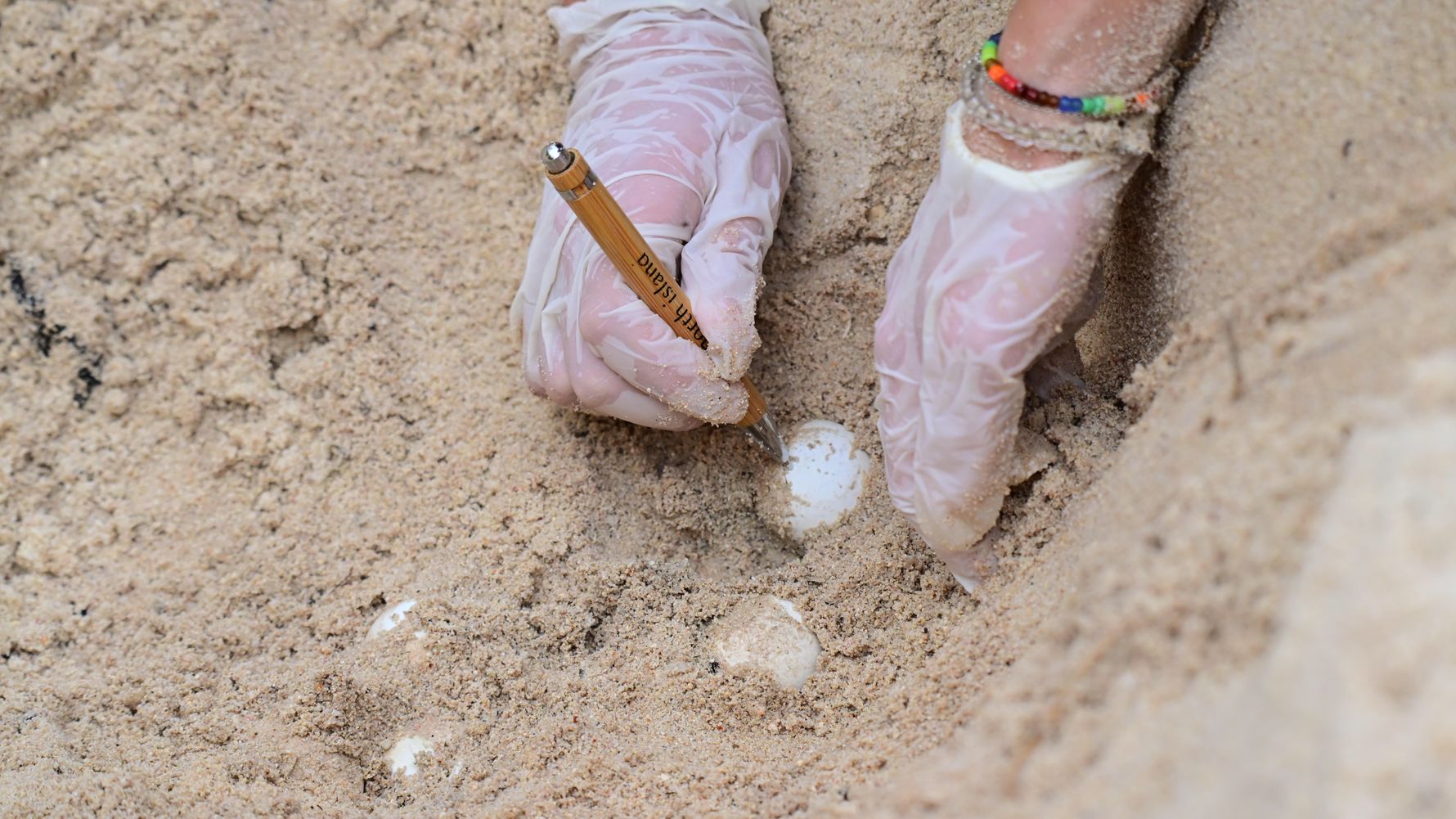 Turtle egg marking