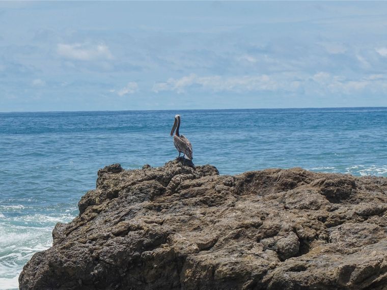 erfahrunsgbericht-costa-rica-praktikum-kundenfotos-artenschutz-vogel-natucate
