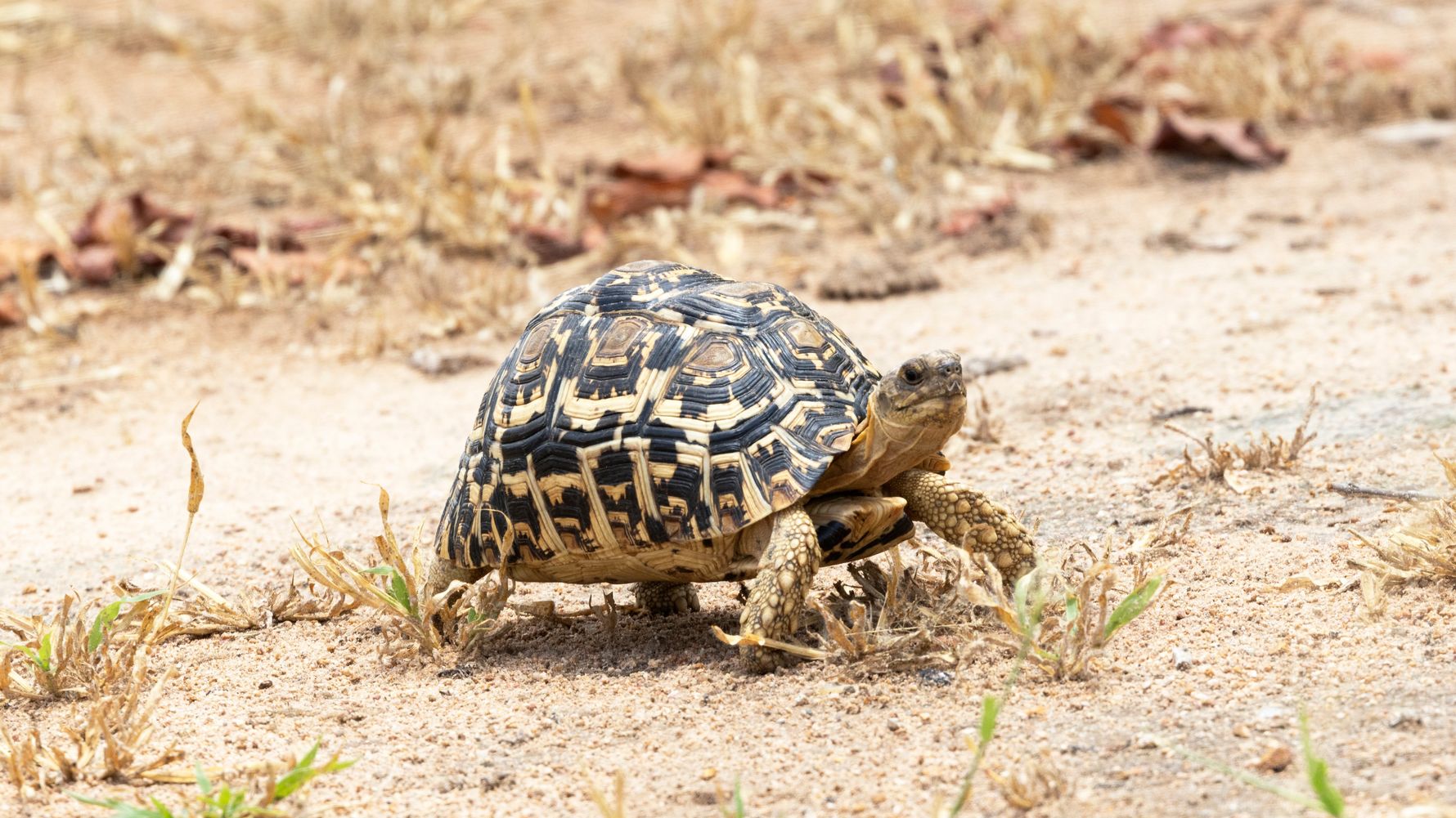 Leopard tortoise