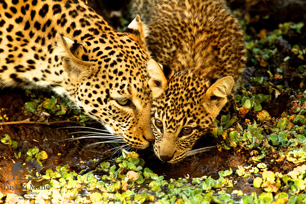 safari-zambia-authentic-chula-camp.leopard