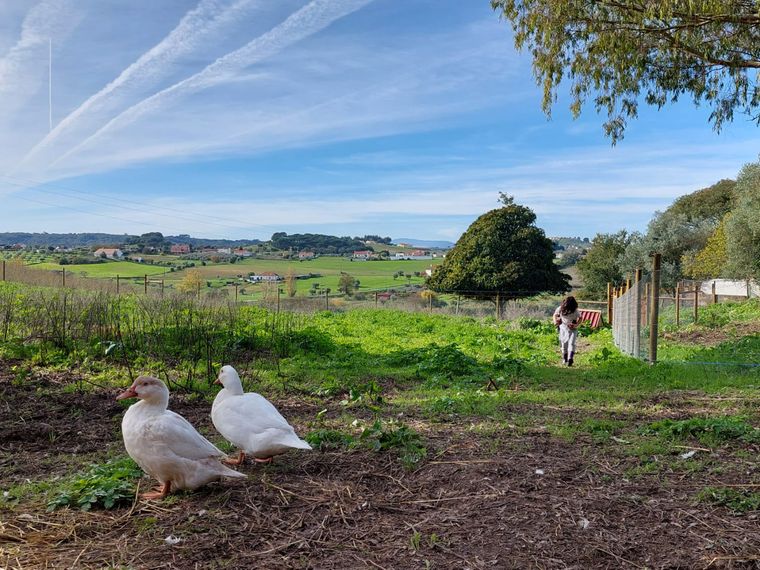 Wei&szlig;e Enten laufen frei auf dem Gel&auml;nder der Tierschutz-Auffangstation in Portugal umher
