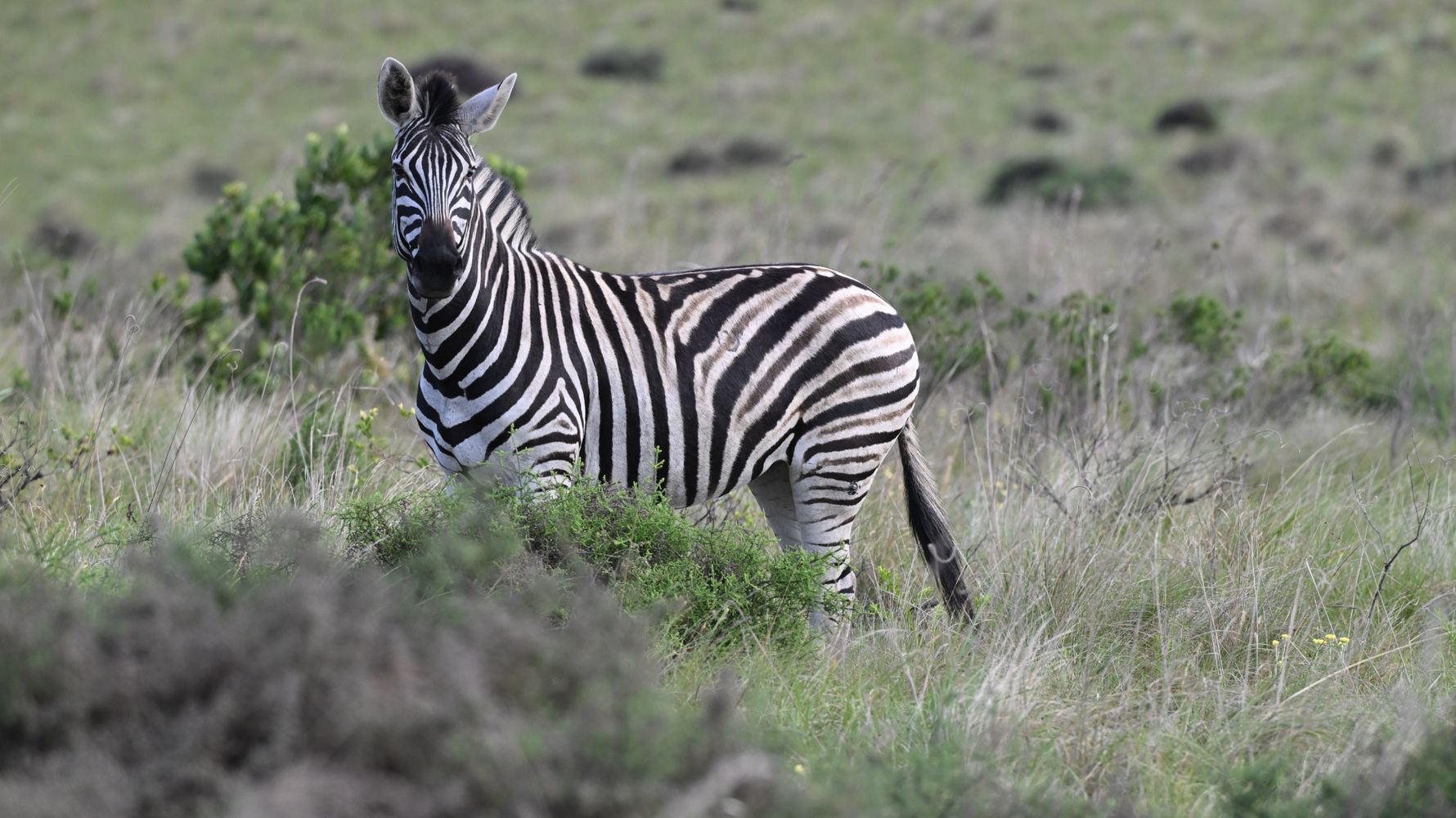 natucate-review-gabi-zebra-water