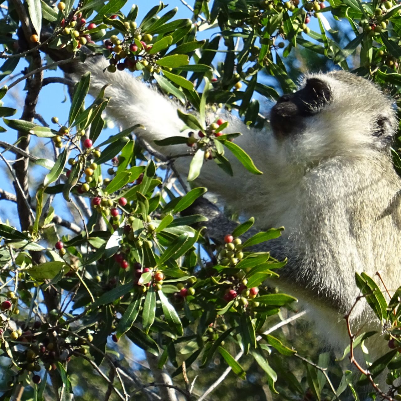 erfahrungsberichte-safari-guide-rangerausbildung-affe-natucate