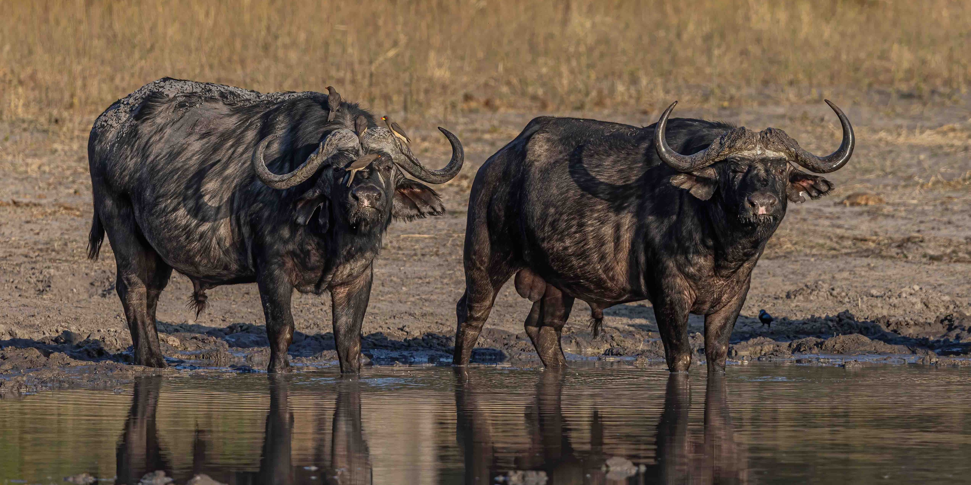 natur-und-rangerkurs-botswana-afrika-san-survival-skills-tracking-african-buffalo-syncerus-caffer-natucate