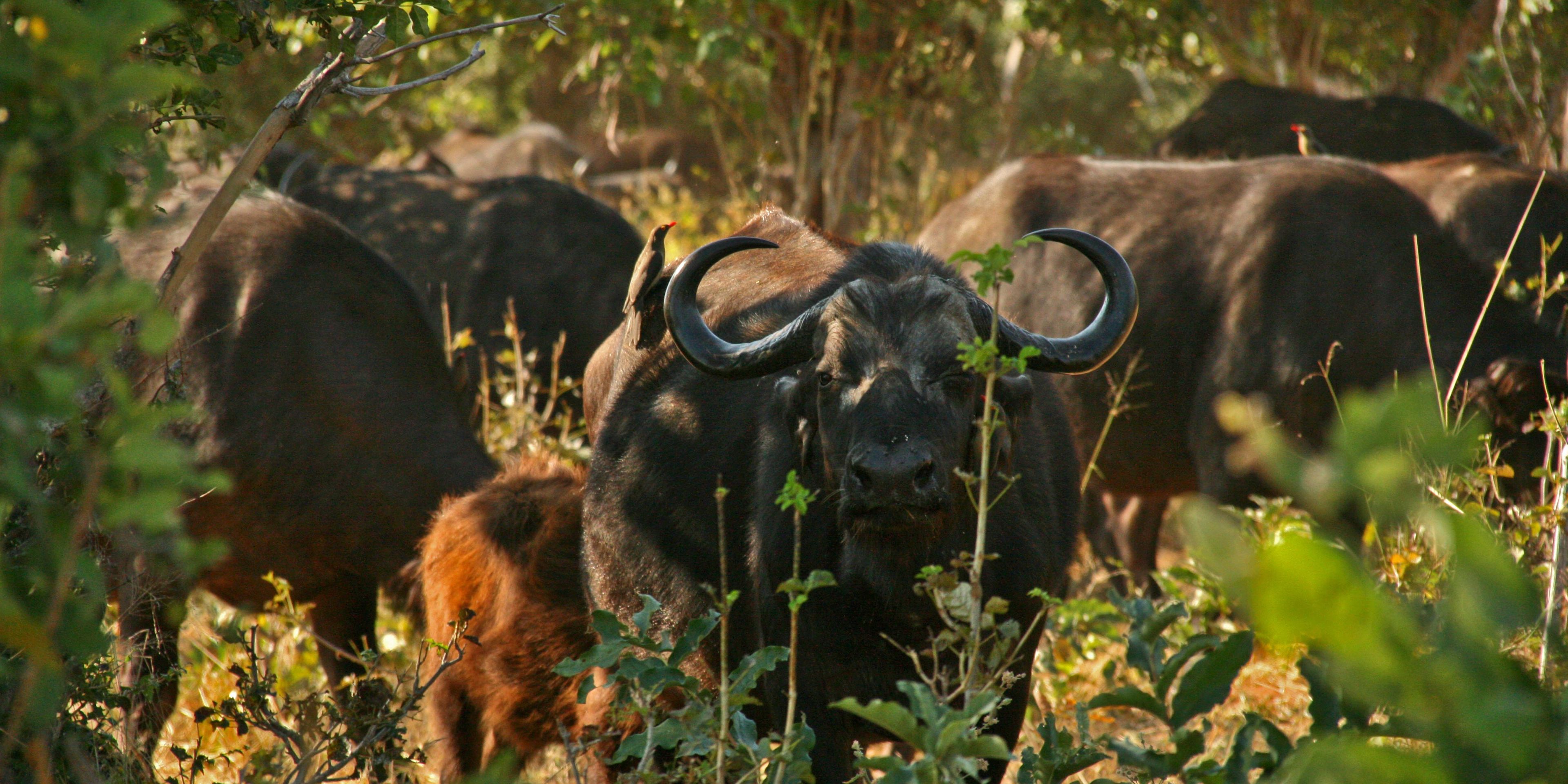 Rangerkurs im suedlichen Afrika: Bueffelherde in Botswana
