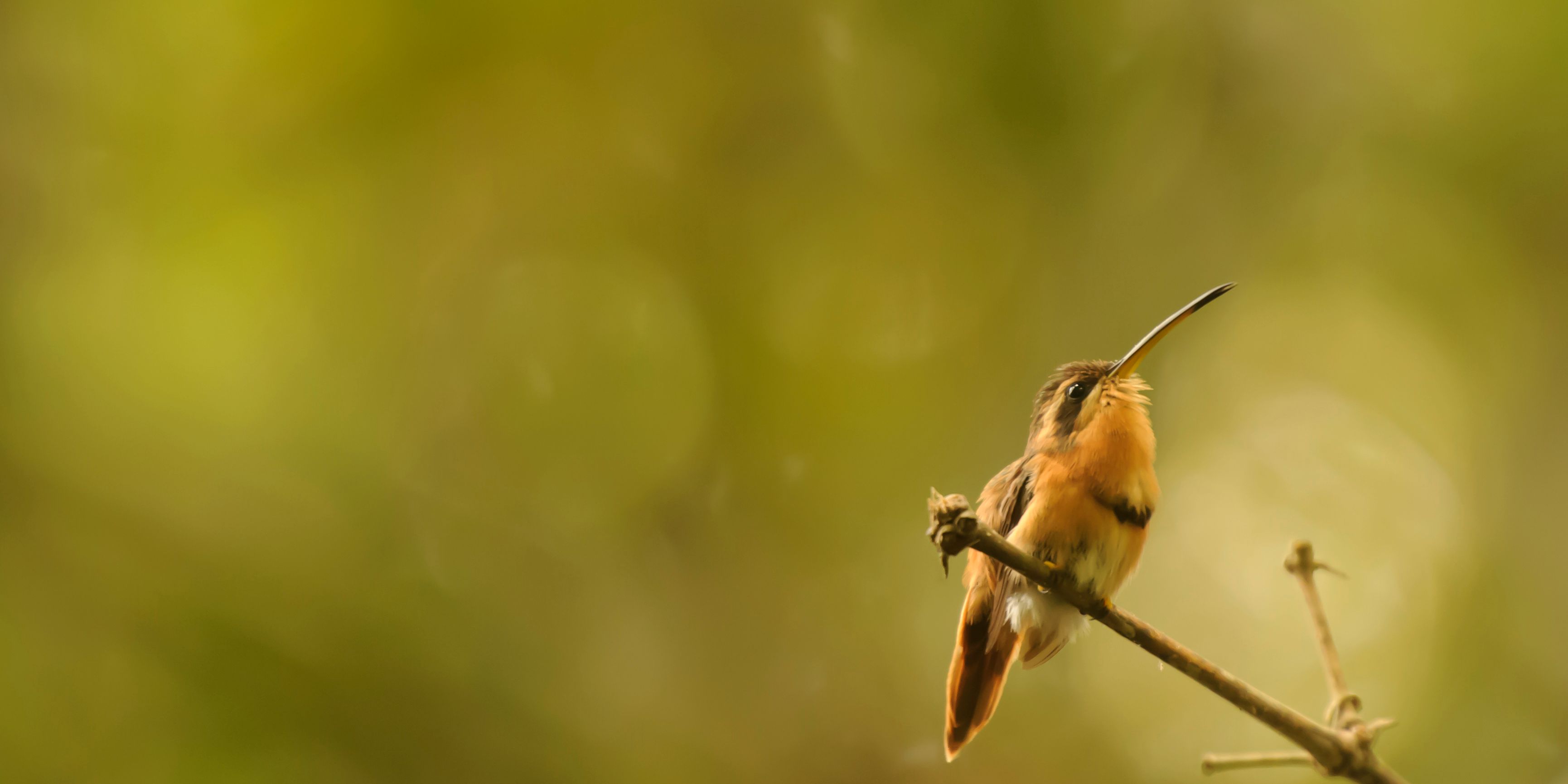 Vogelkunde in Peru: Ein Nektarvogel sitzt auf einem Zweig im Regenwald des Amzonas