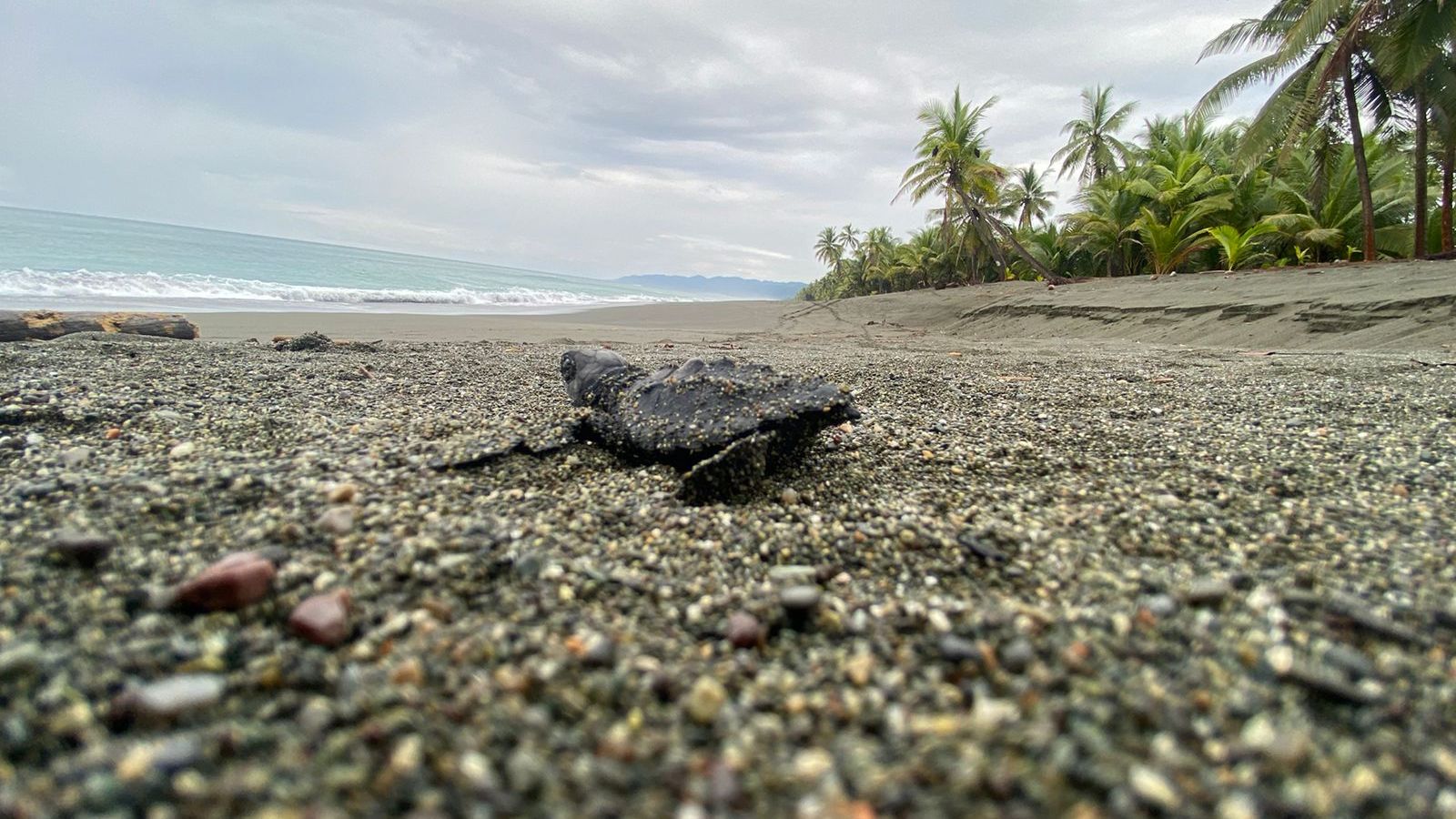 Baby-Schildkr&ouml;te am Strand