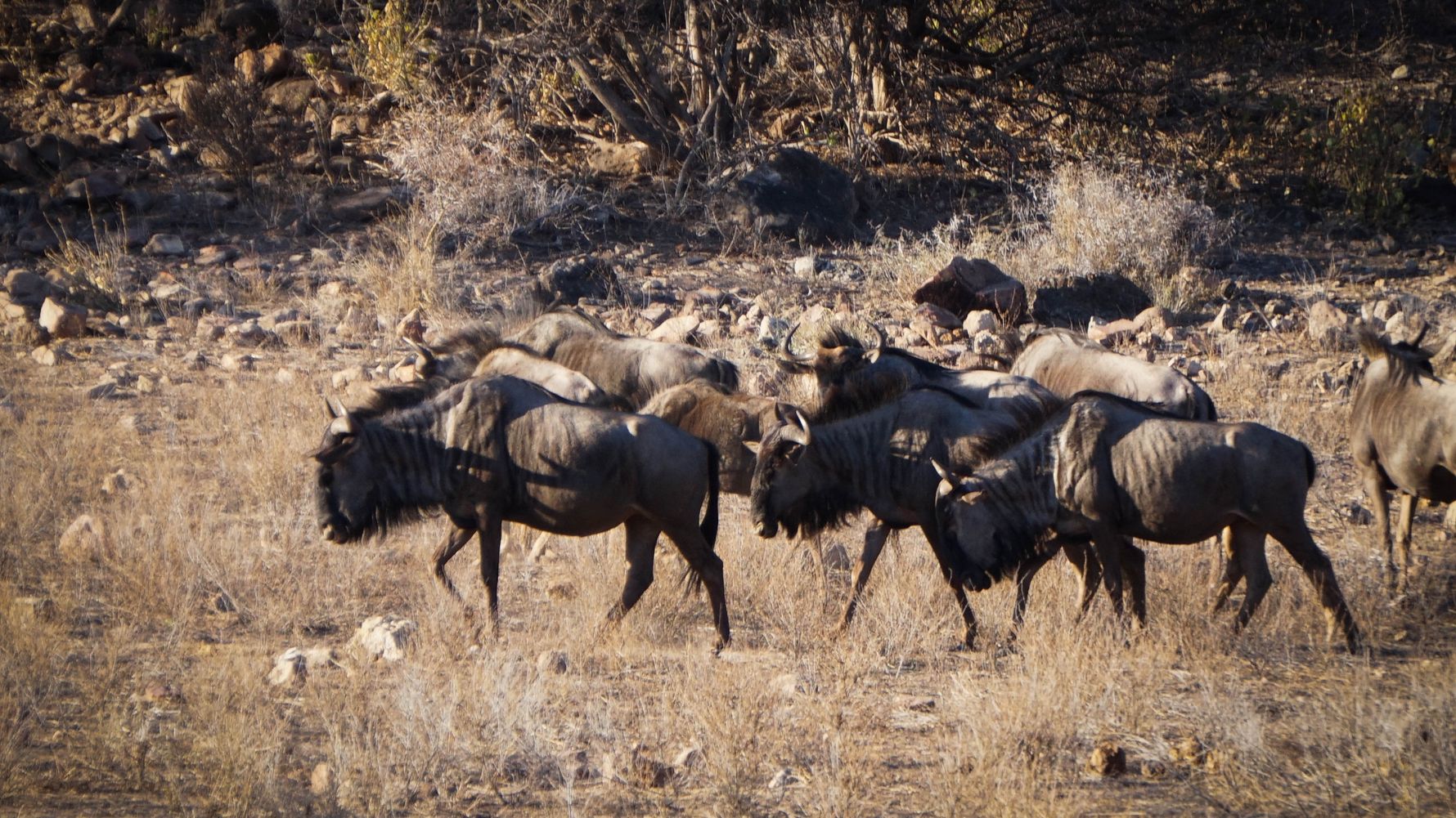 erfahrungsberichte-naturreise-afrika-private-wilderness-experience-rene-gnus-natucate