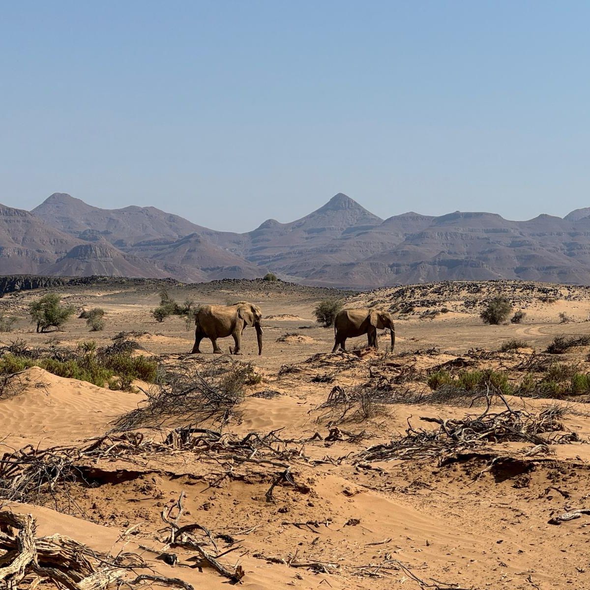 natucate-blog-review-namibia-loretta-hans-two-elephants
