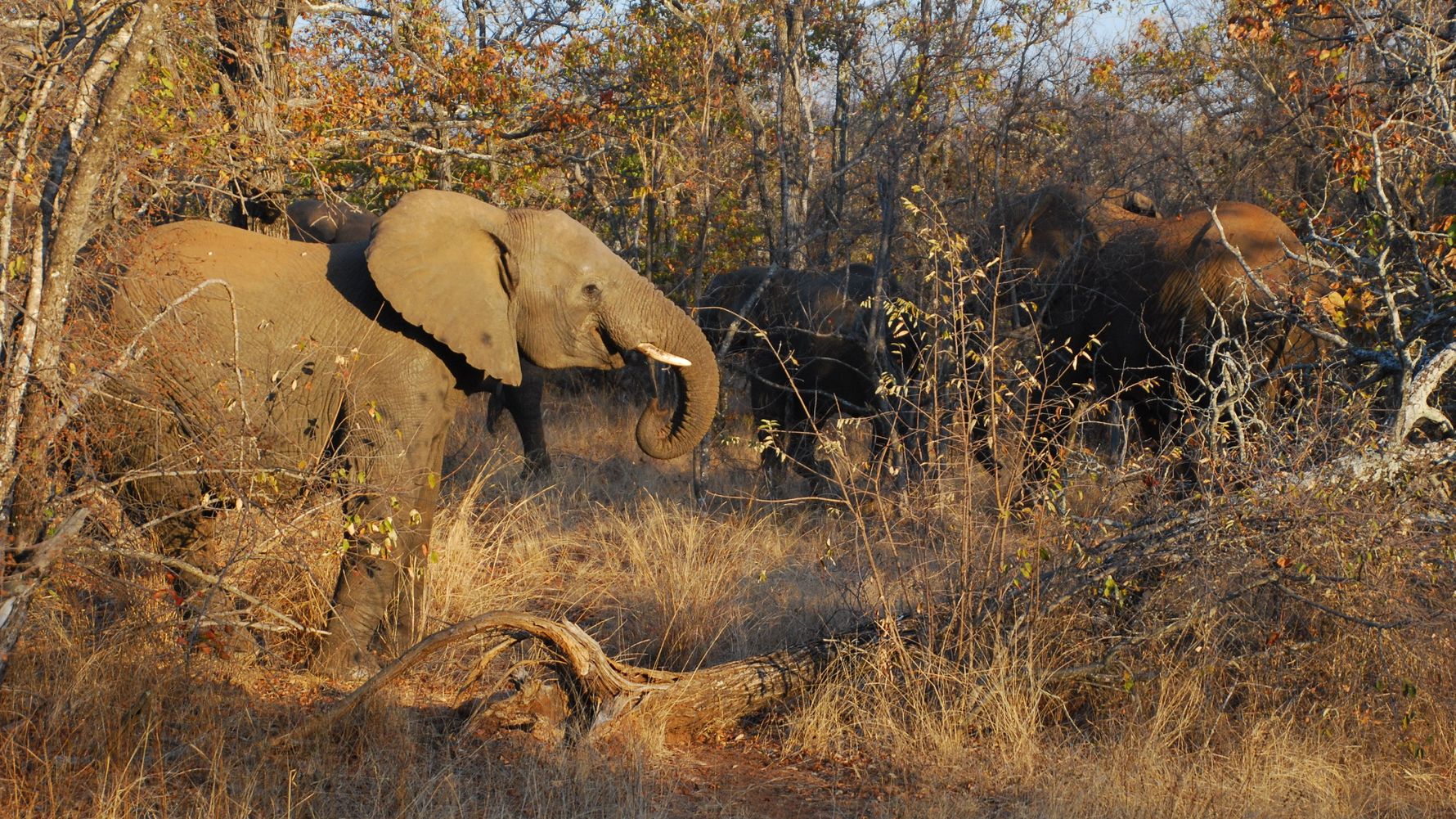 blog-ratgeber-suedafrika-kruger-nationalpark-elefanten-natucate