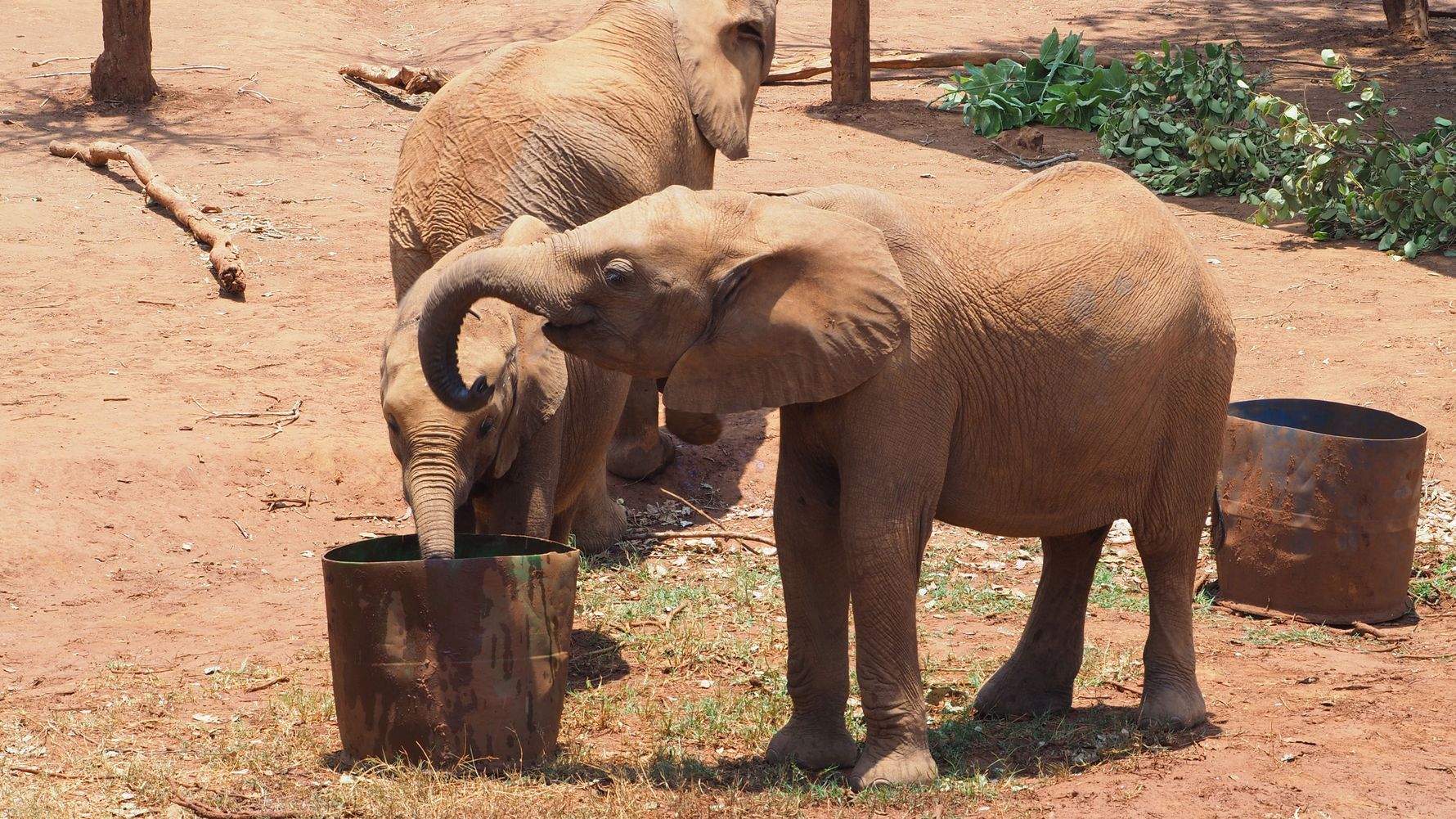 landingpage-freiwilligenarbeit-elefanten-afrika-sambia-nursery-natucate