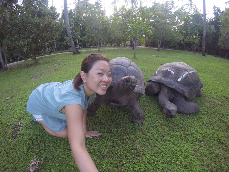 Volunteering auf den Seychellen: Eine Meeresschildkroete am Strand